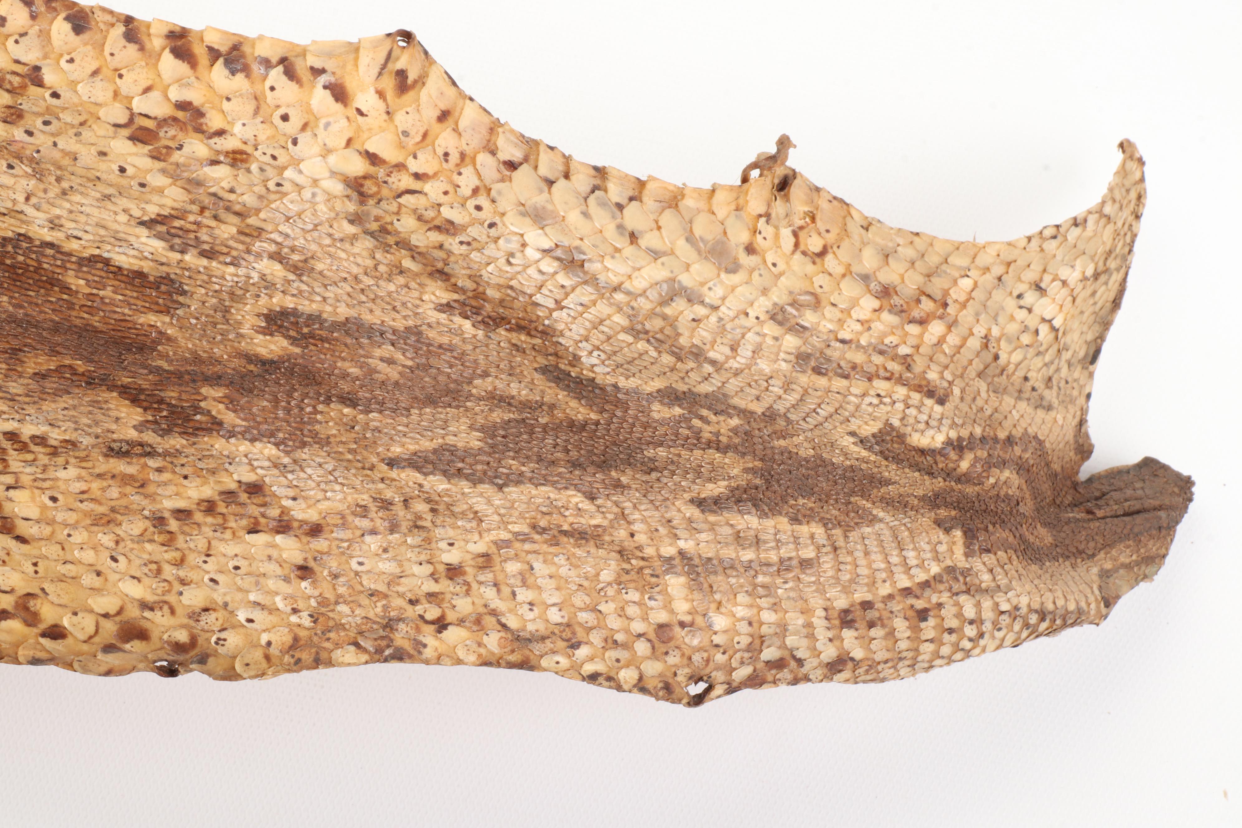 South East Asian Reticulated Python Hide