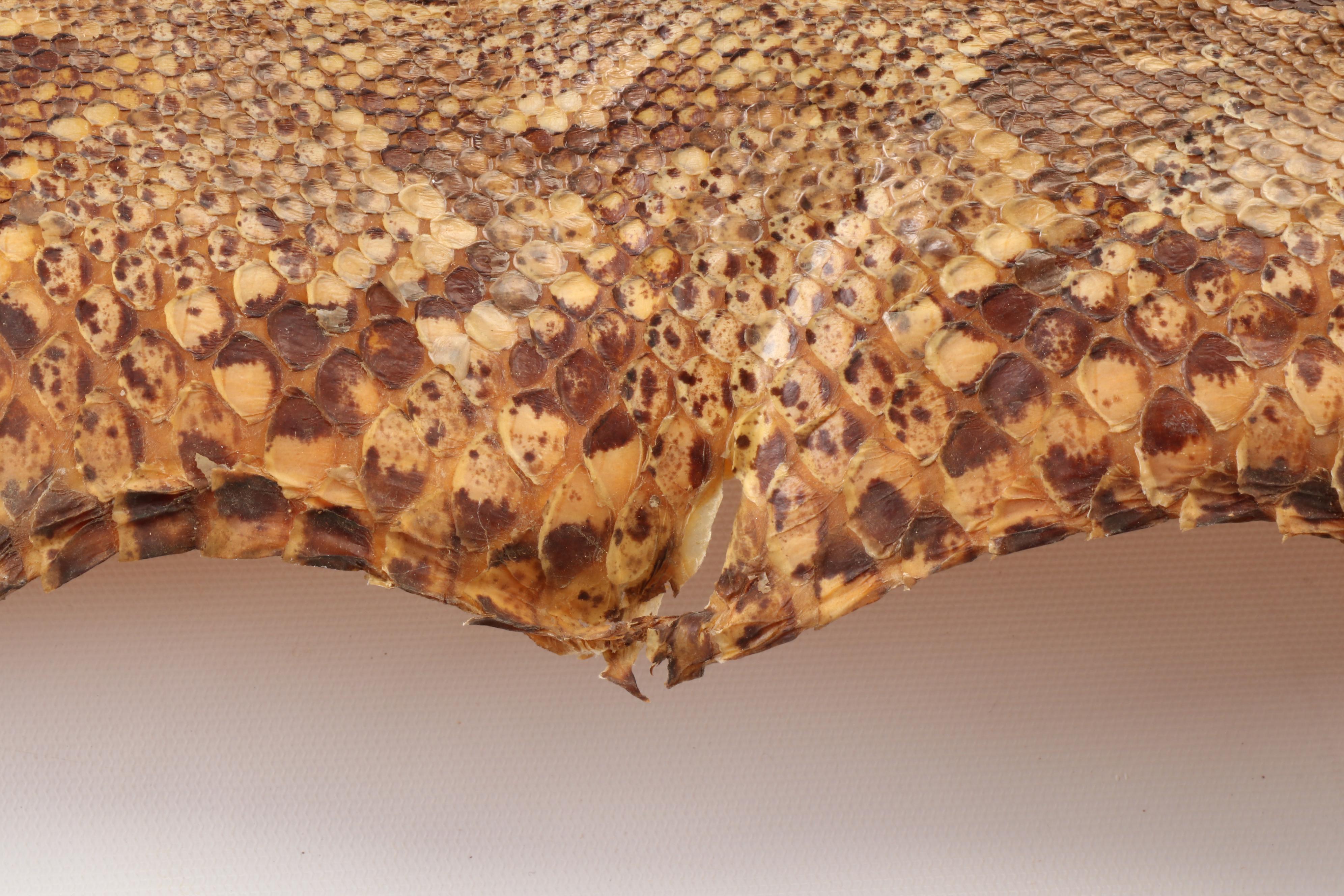 South East Asian Reticulated Python Hide