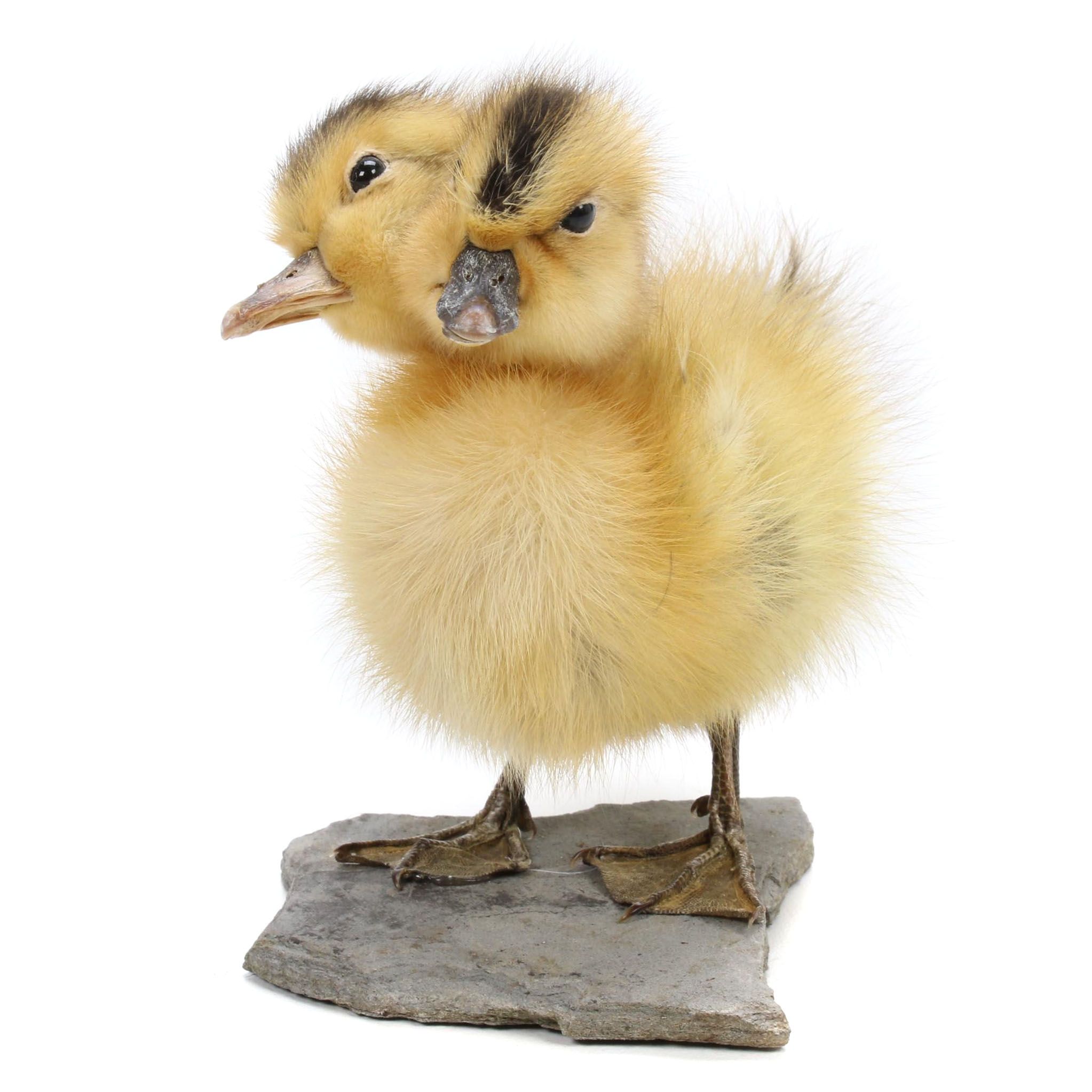 "Sideshow" Gaff Taxidermy Two-Headed Duckling
