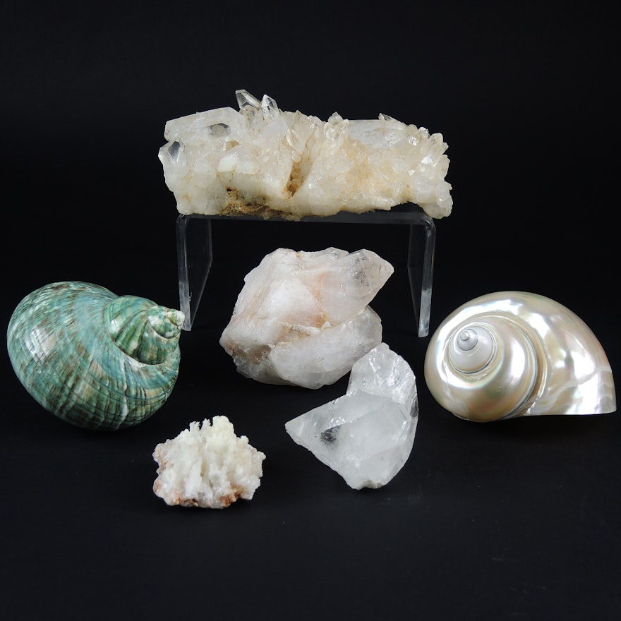 Mineral Formations Including Quartz, with Polished and Natural Turban Shells
