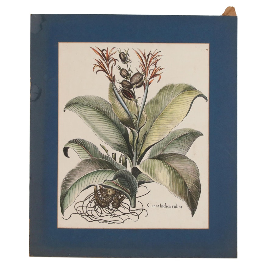 Hand-Colored Lithograph after Basilius Besler "Canna Indica Rubra", 20th Century