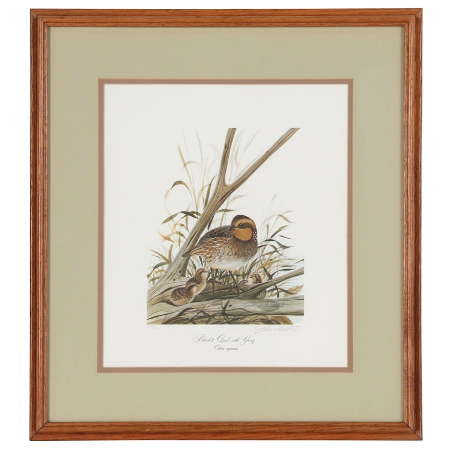 John Ruthven Offset Lithograph "Bobwhite Quail with Young"