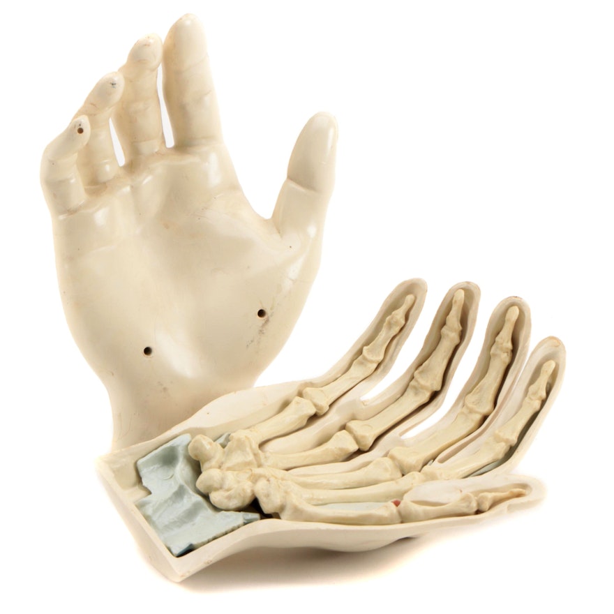 Medical Human Hand Anatomical Model, Mid-20th Century