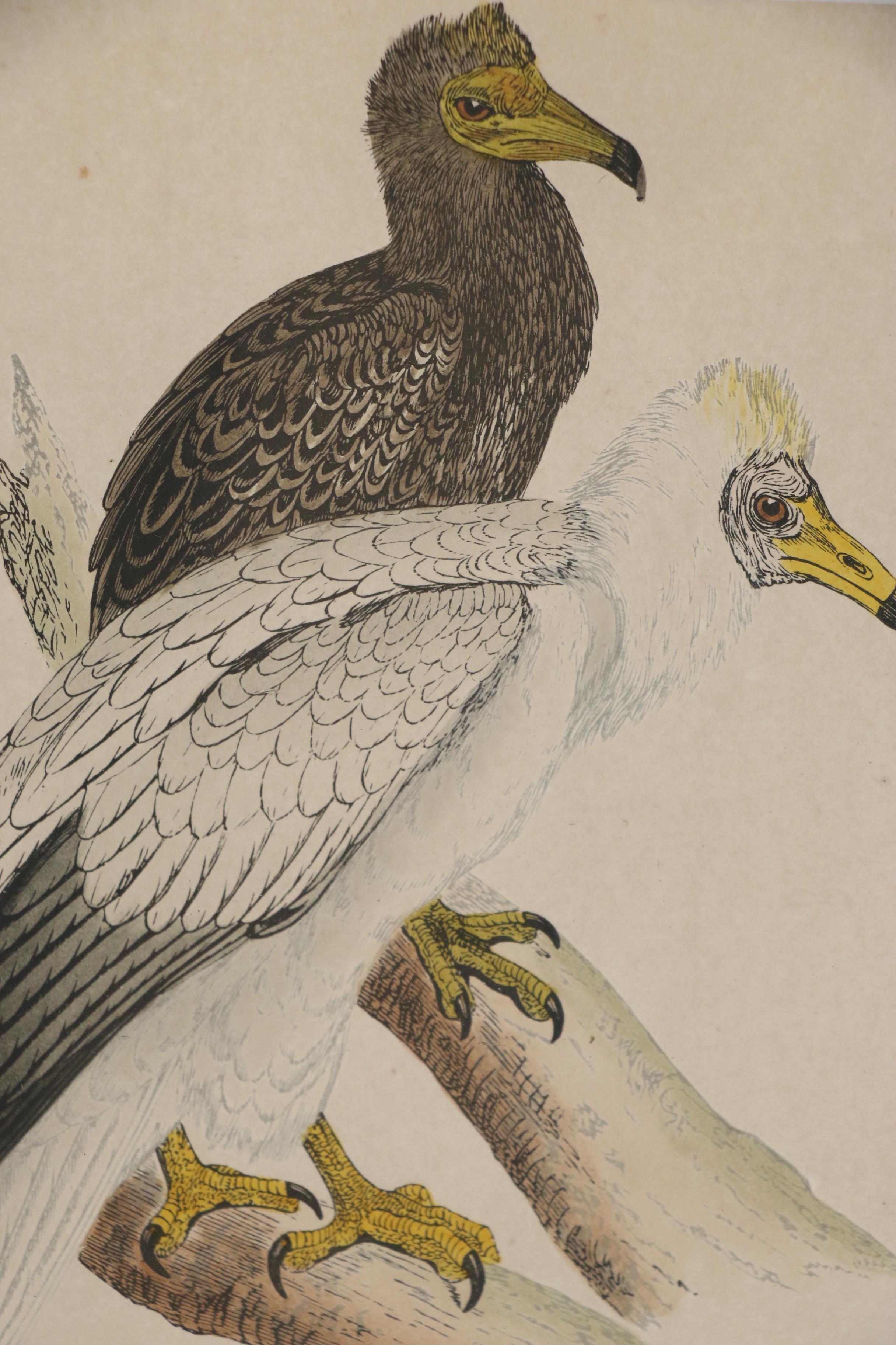 Colored Etching of French Vultures from "Illustrated Natural History," ca. 1880