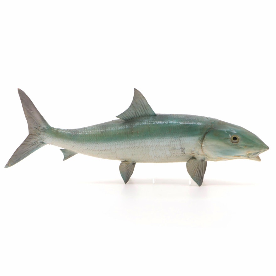 Bonefish Full Body Taxidermy Mount by Pflueger, Mid 20th Century