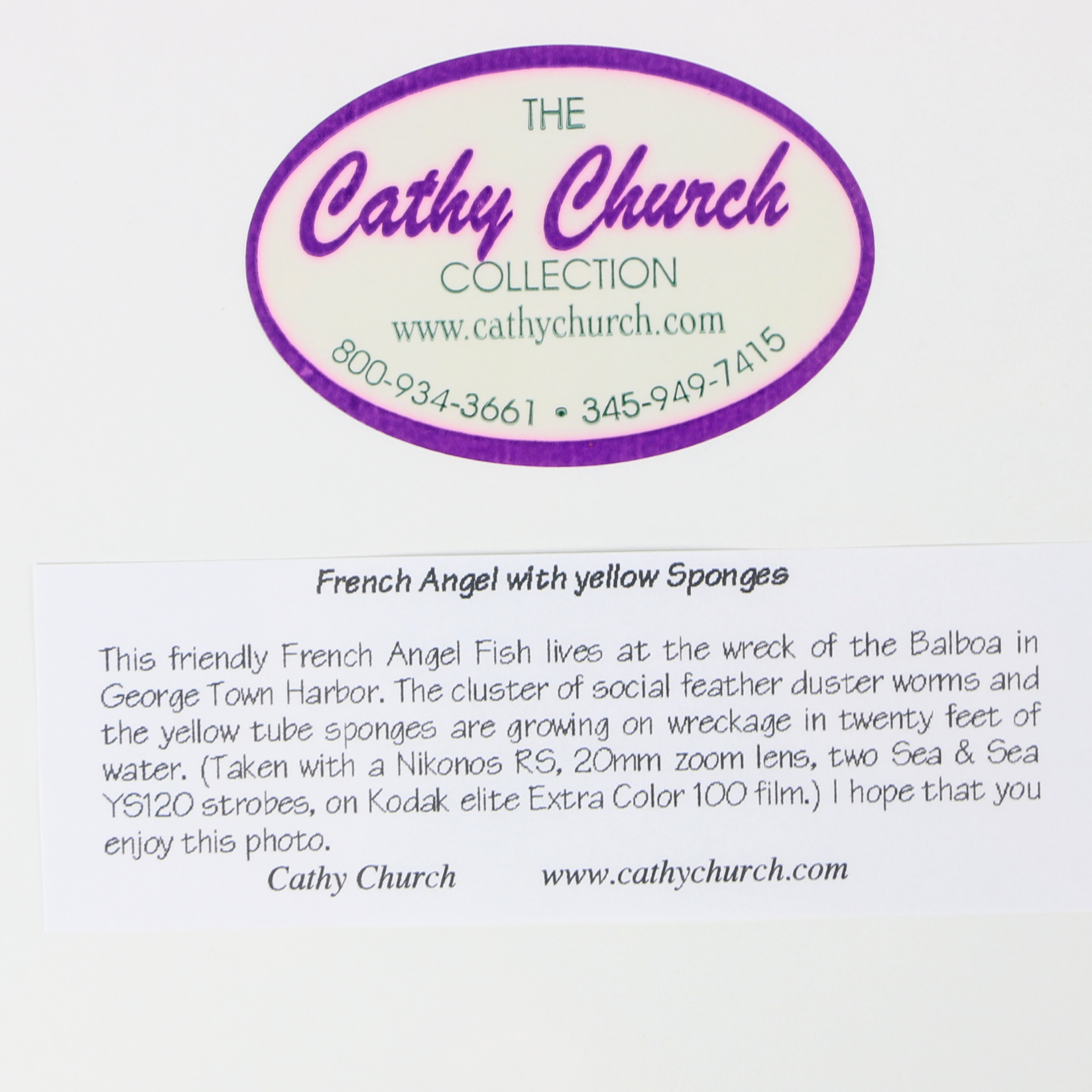 Cathy Church Photographs of Underwater Wildlife