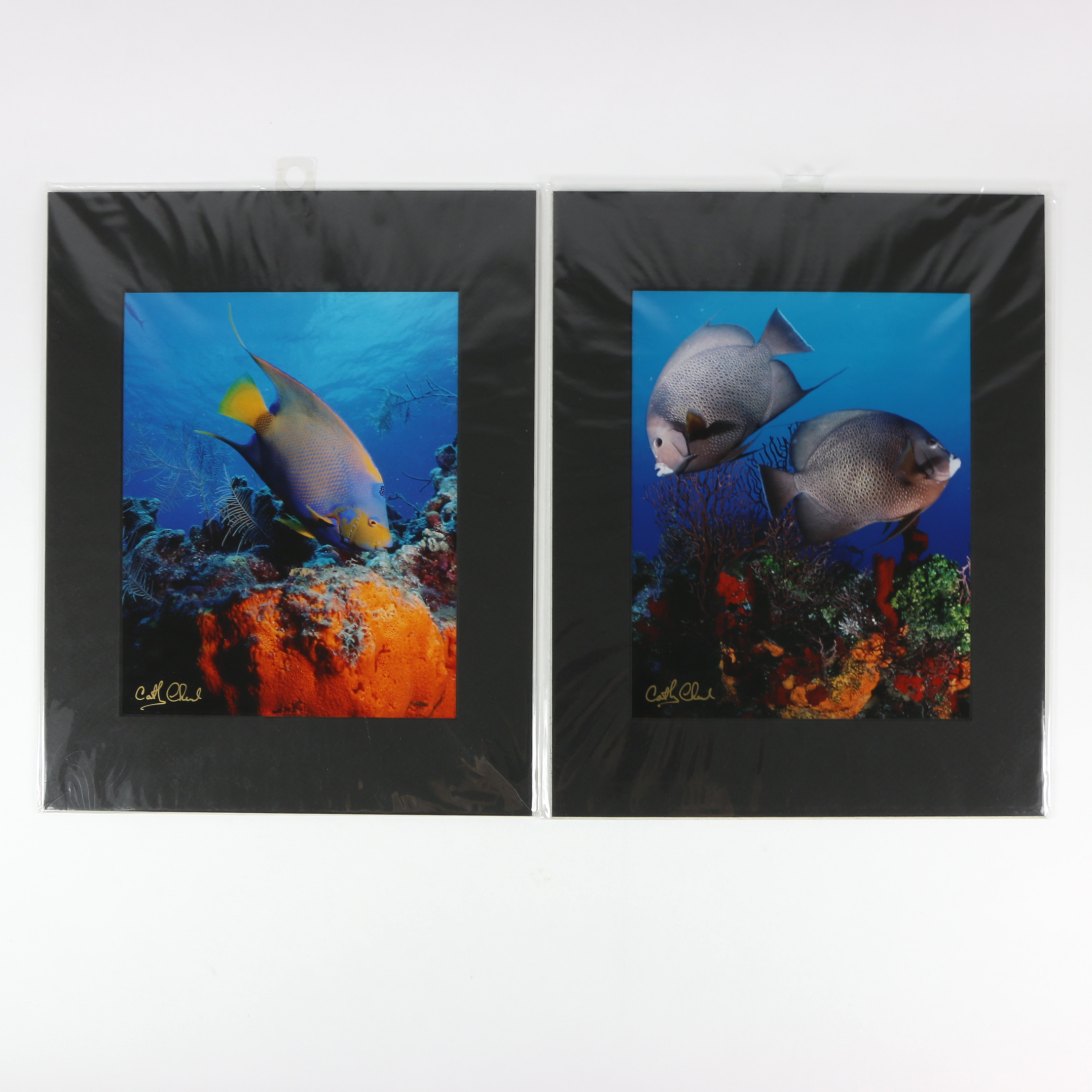 Cathy Church Photographs of Underwater Wildlife