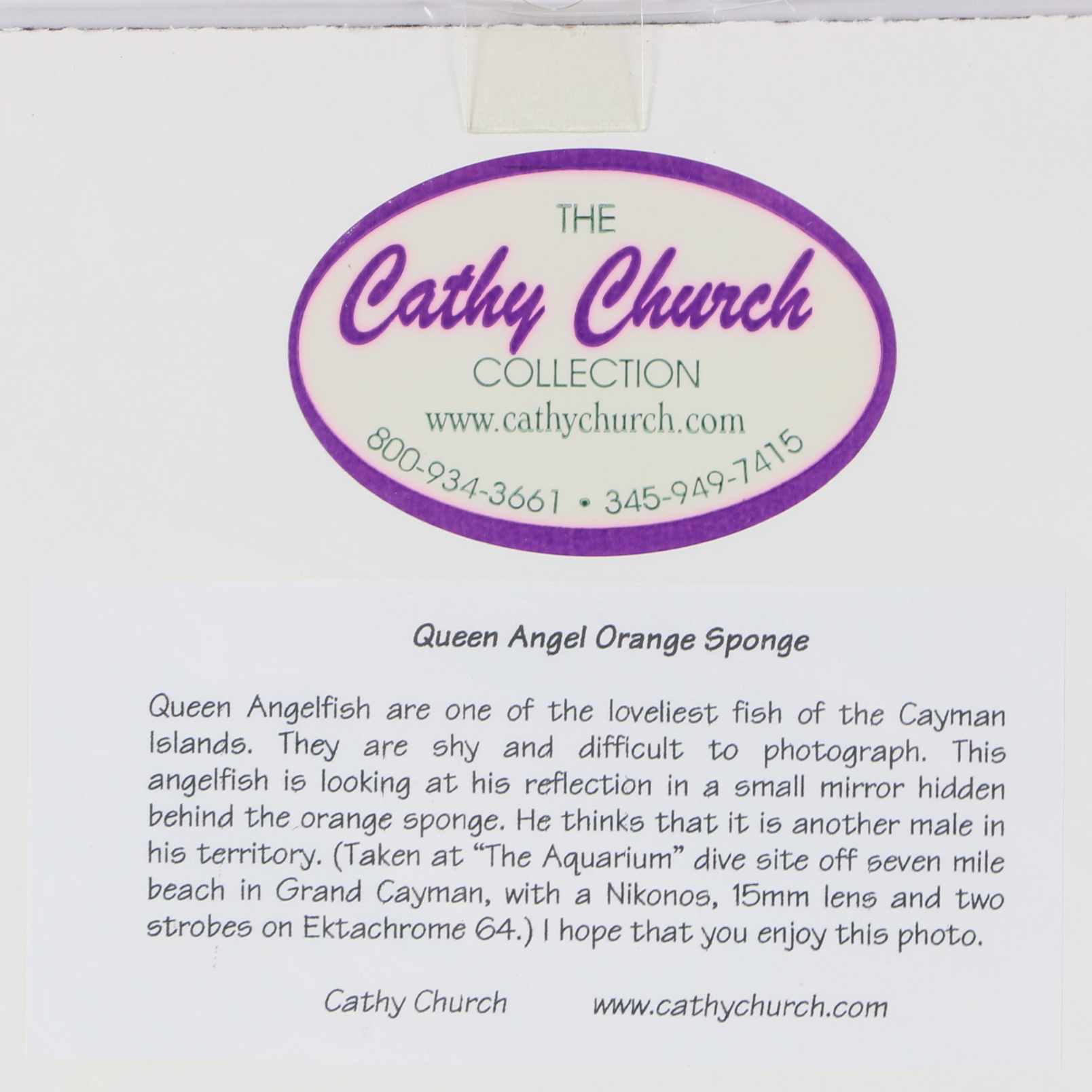 Cathy Church Photographs of Underwater Wildlife