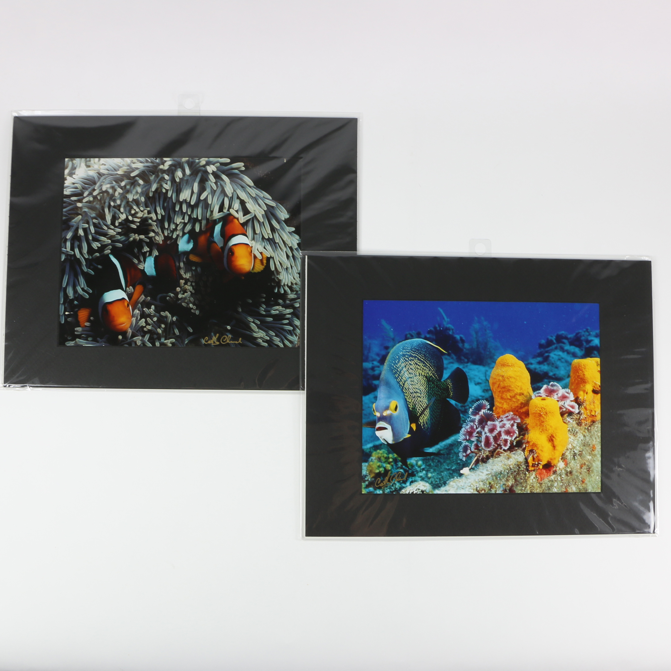 Cathy Church Photographs of Underwater Wildlife