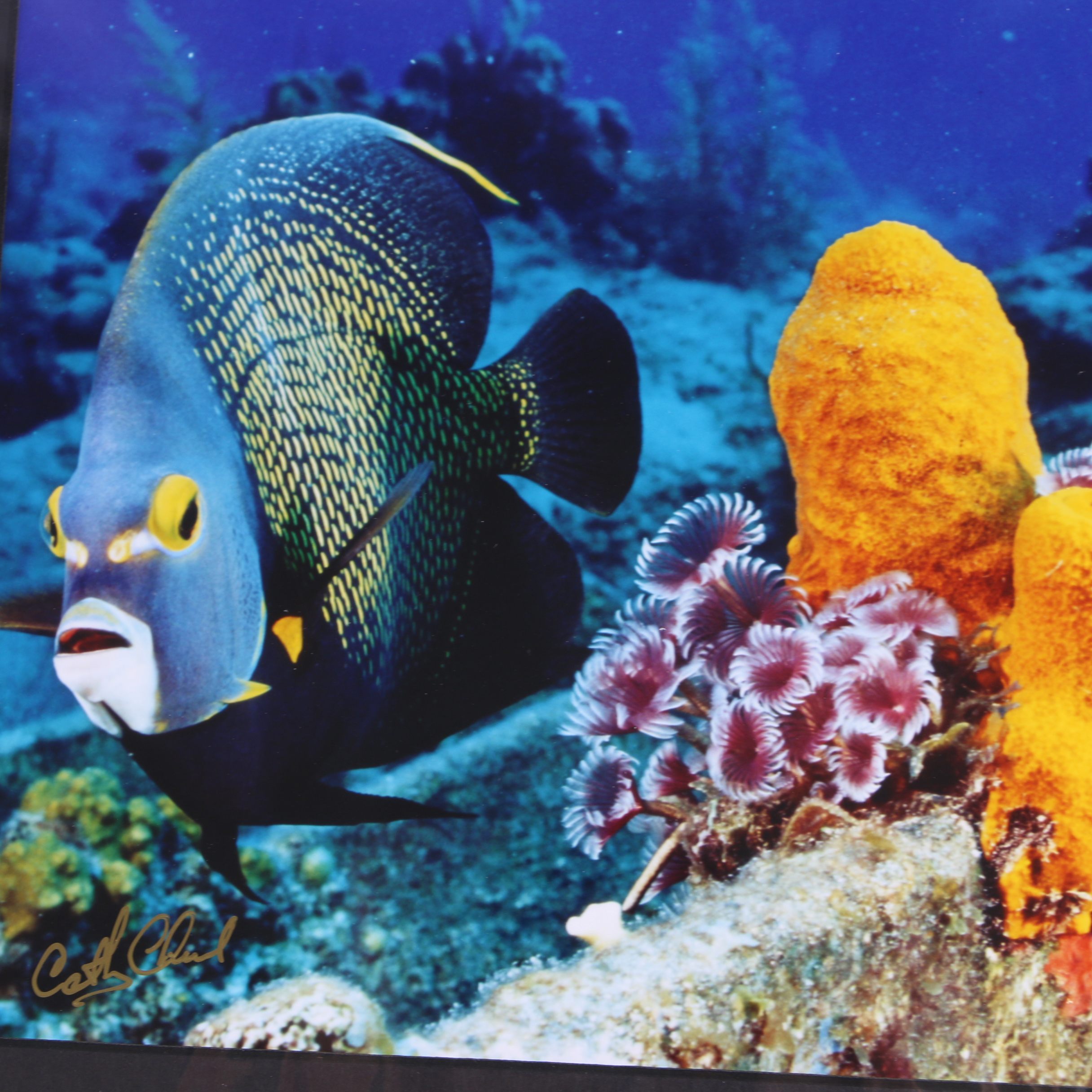 Cathy Church Photographs of Underwater Wildlife