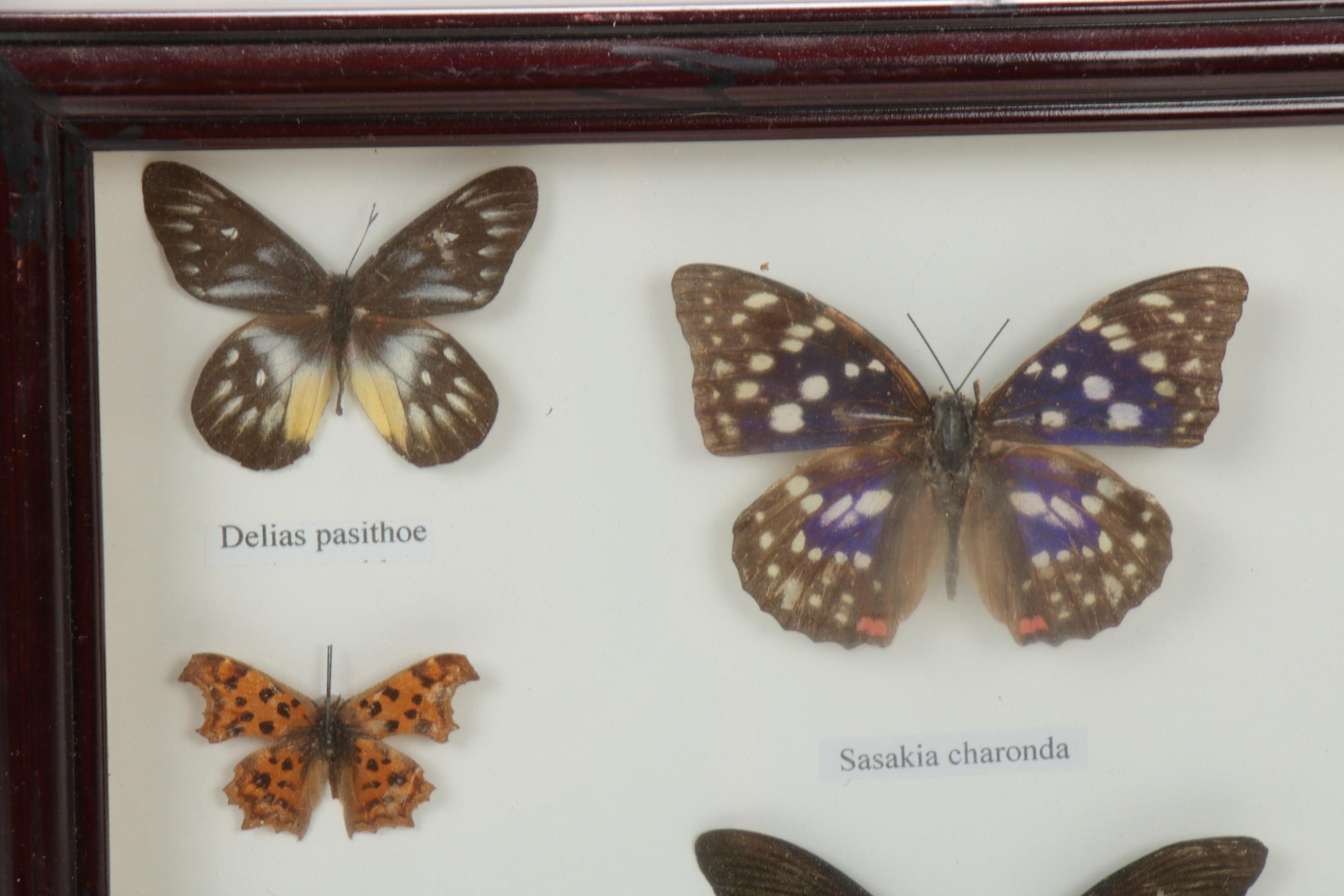 Mounted Butterfly Taxidermy Specimens, Labeled and Framed