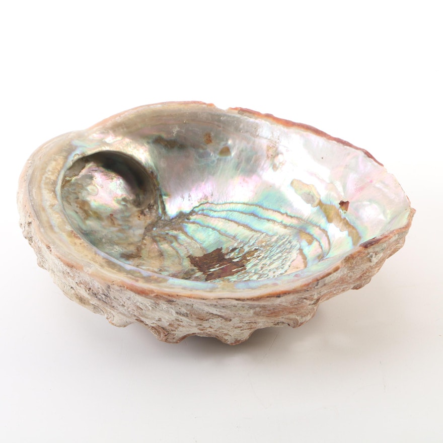 Large Mother of Pearl Abalone Shell