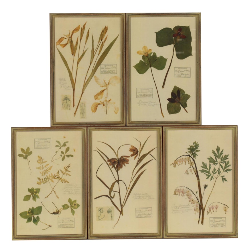 Offset Lithographs After Botanical Samples, Late 20th Century