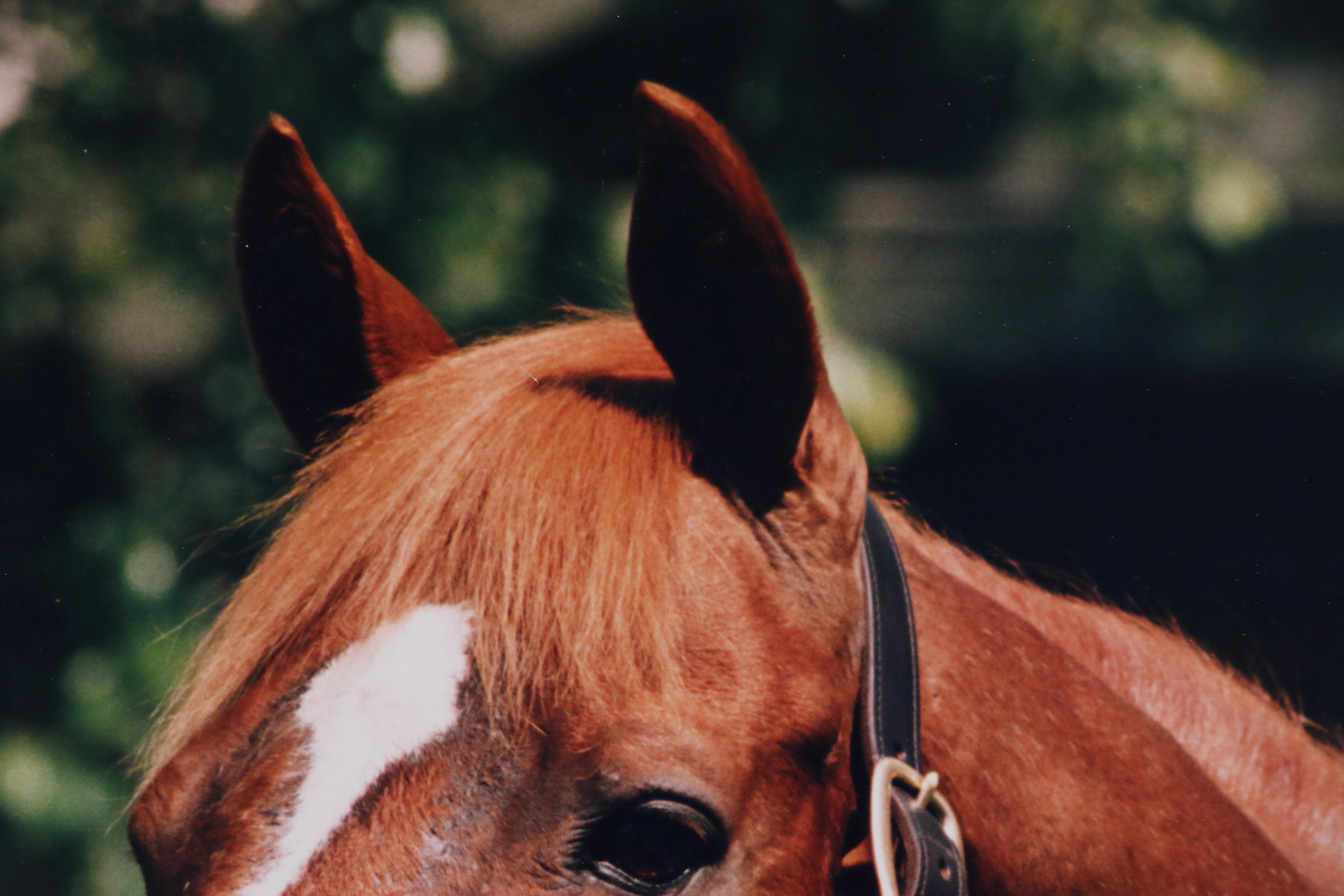 Digital Photograph of Affirmed, 1978 Triple Crown Winner, 20th Century