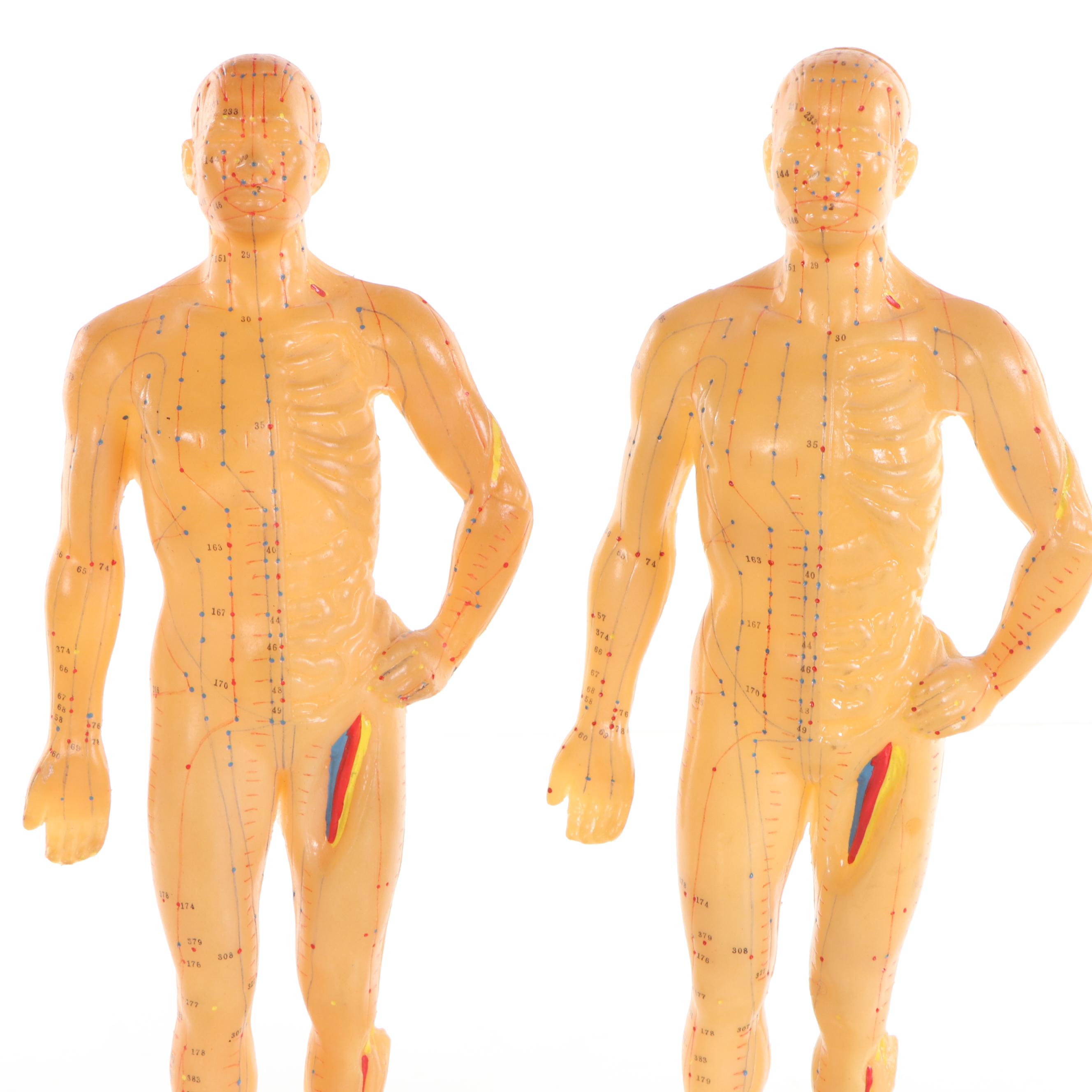 Acupuncture Anatomy Models, 21st Century