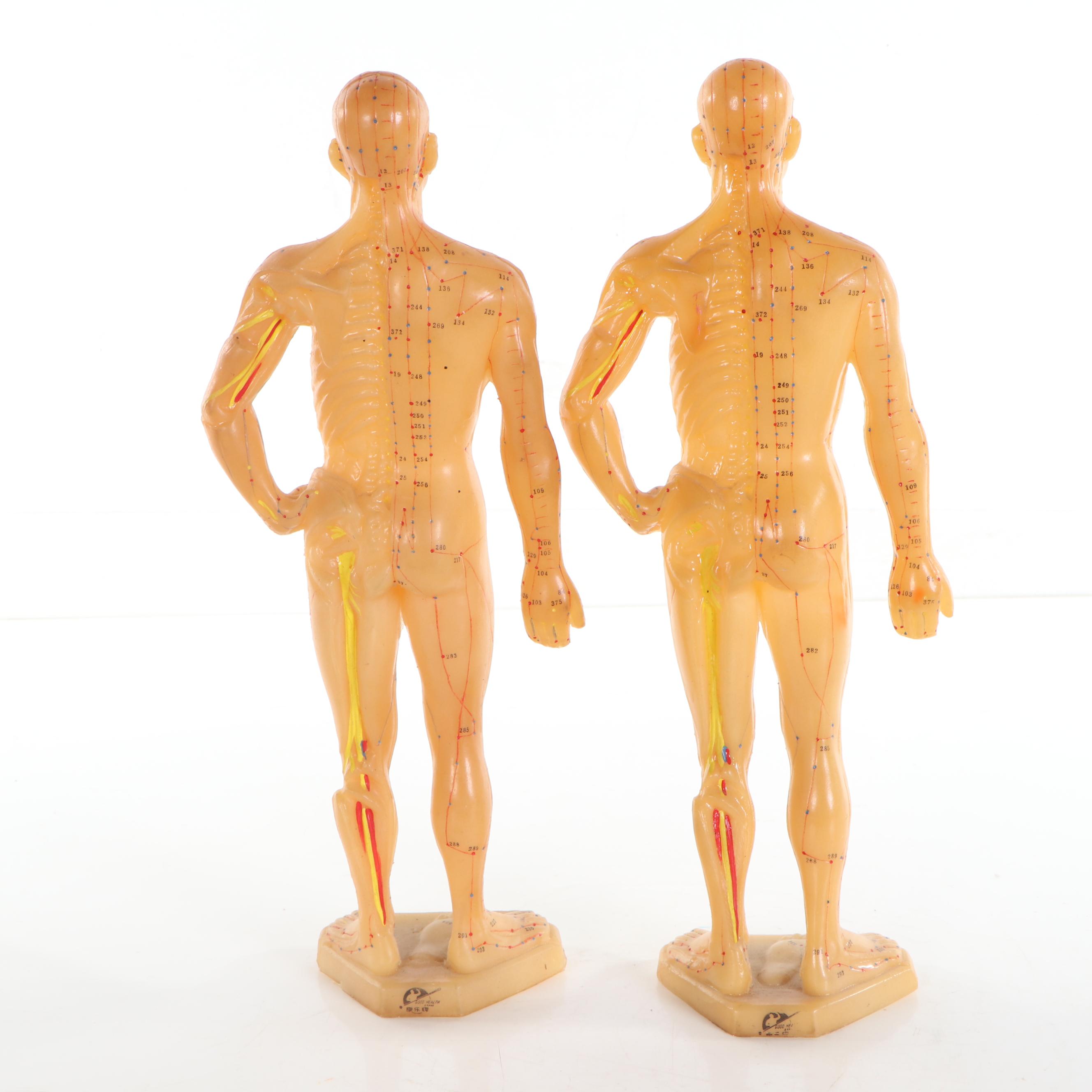 Acupuncture Anatomy Models, 21st Century