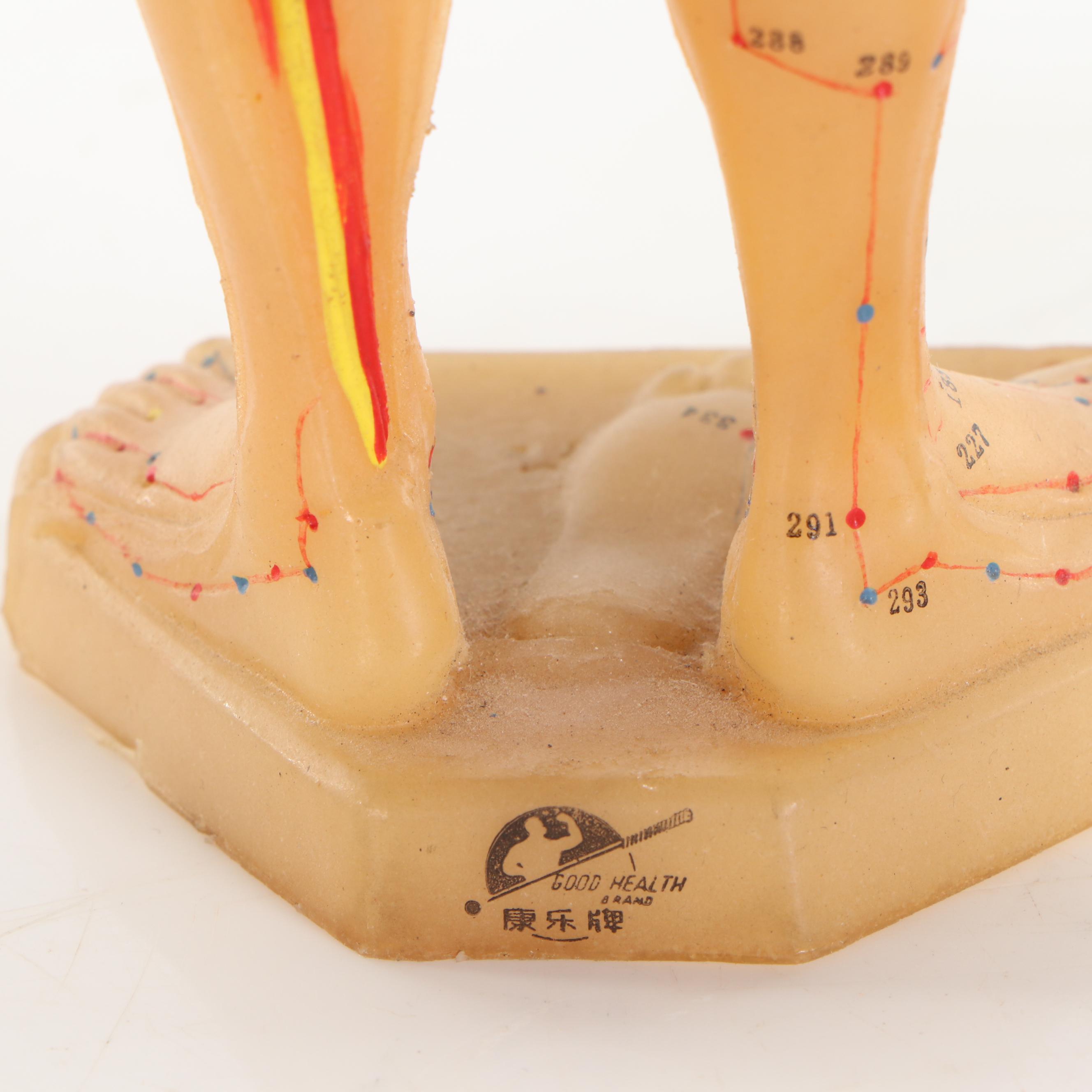 Acupuncture Anatomy Models, 21st Century