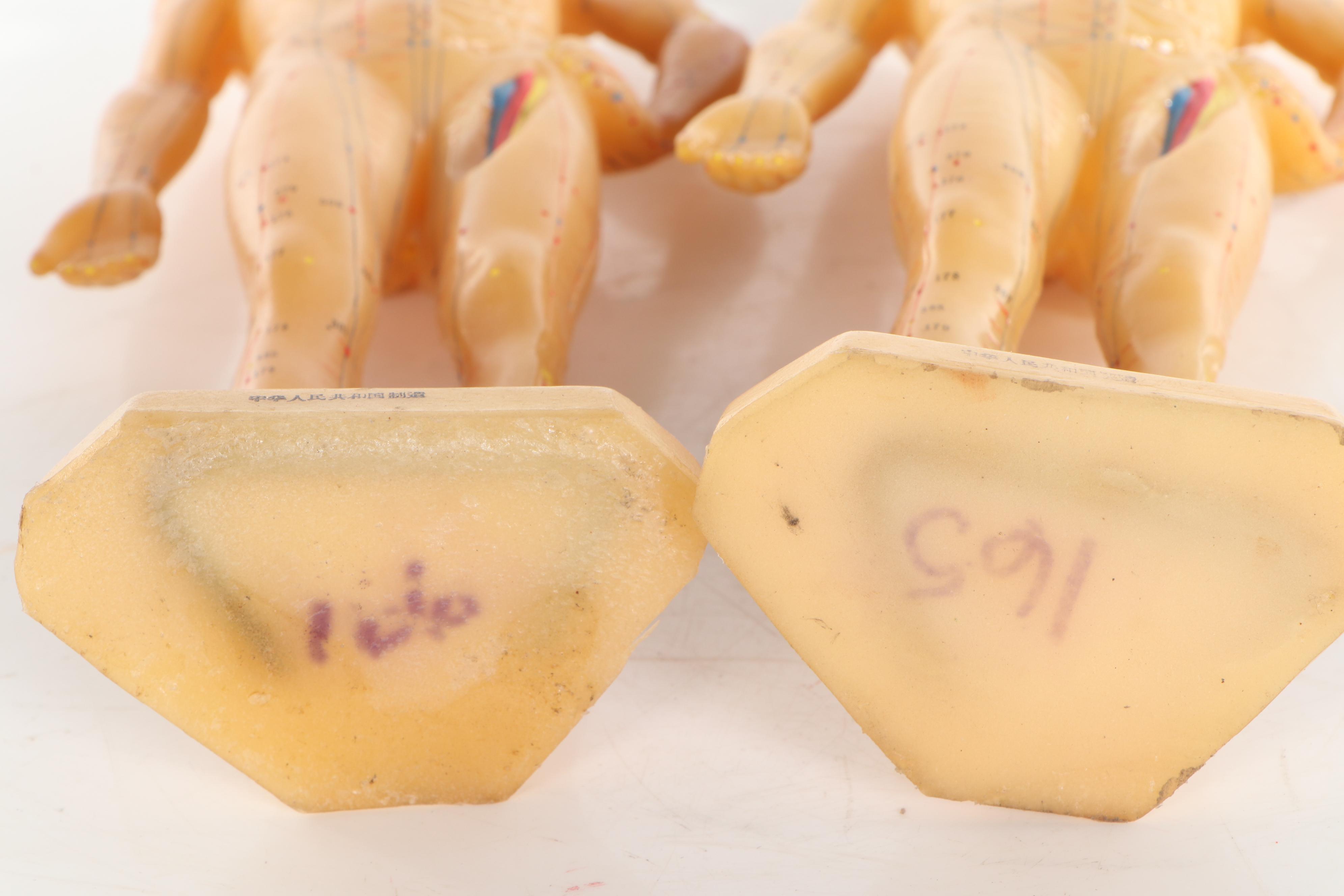 Acupuncture Anatomy Models, 21st Century