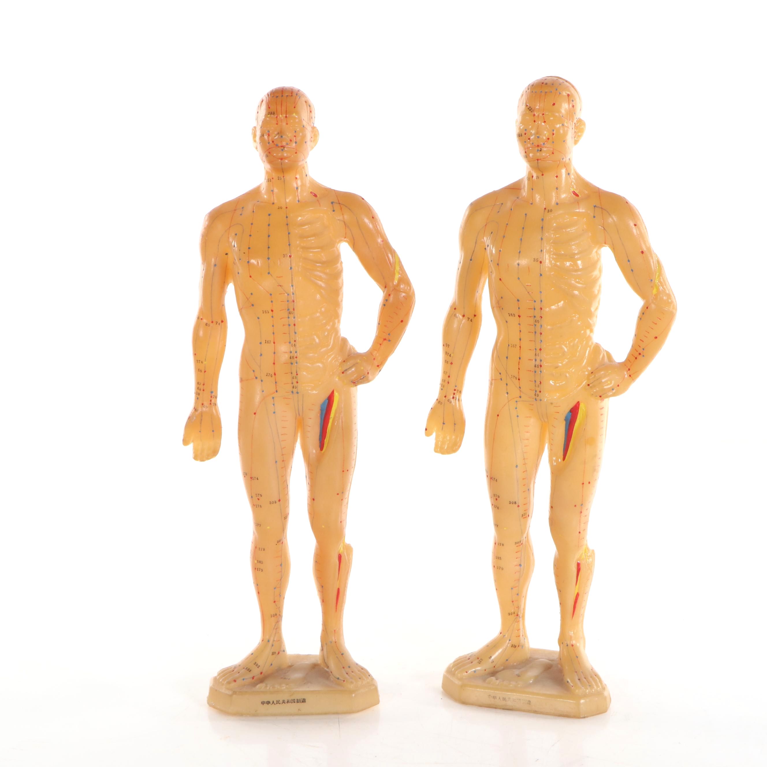 Acupuncture Anatomy Models, 21st Century