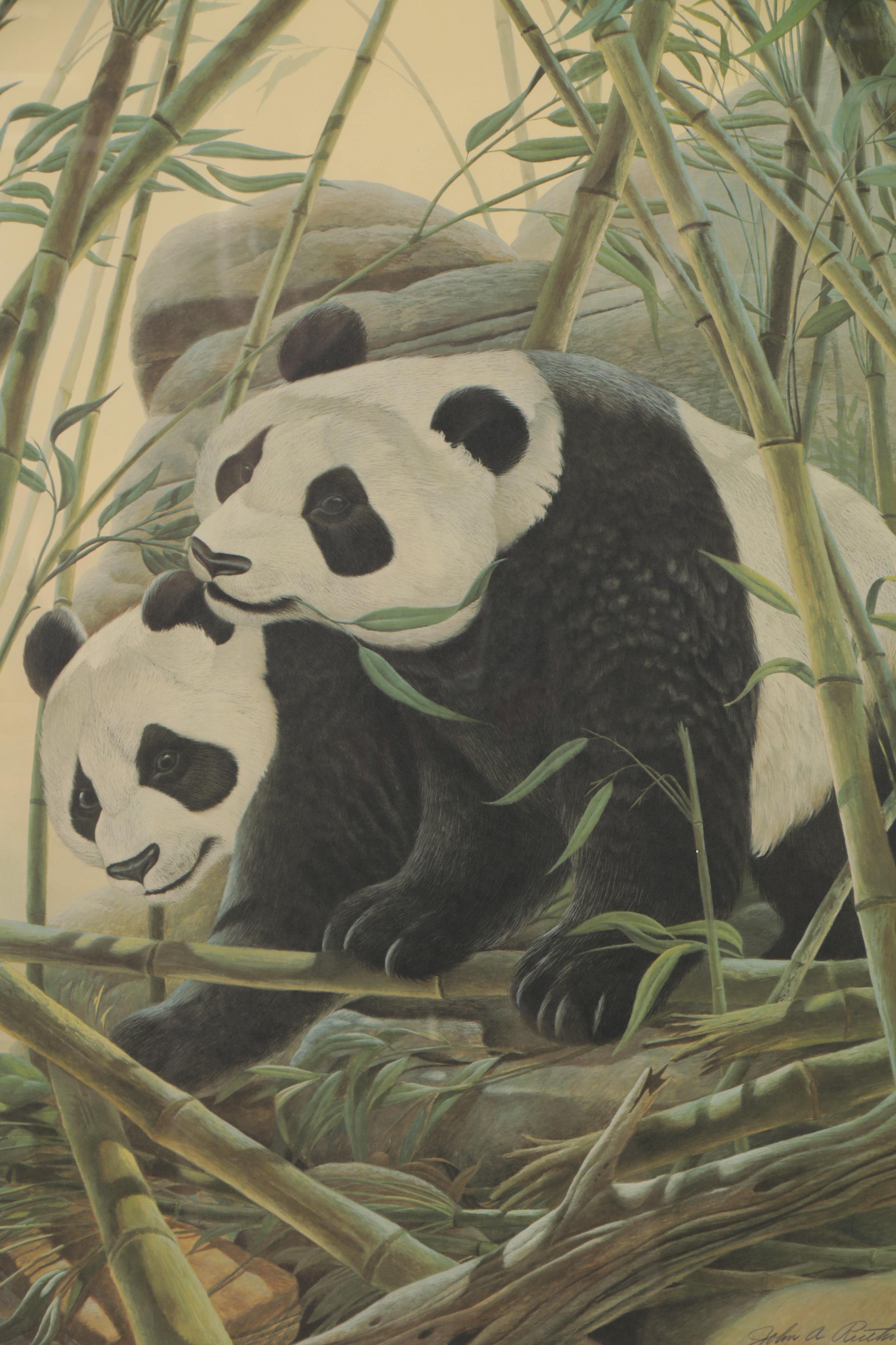 John A. Ruthven Offset Lithograph "Giant Pandas", Late 20th Century