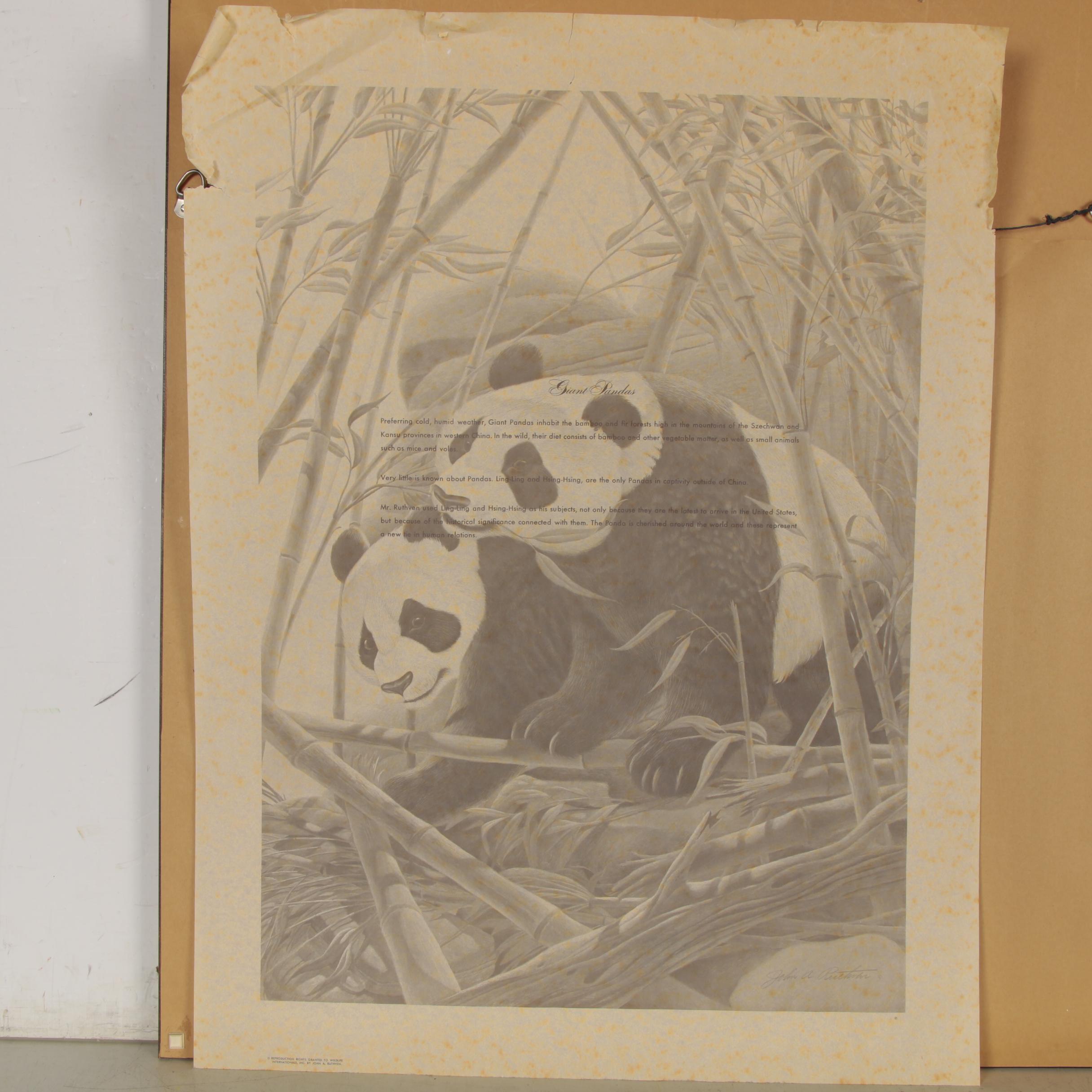 John A. Ruthven Offset Lithograph "Giant Pandas", Late 20th Century
