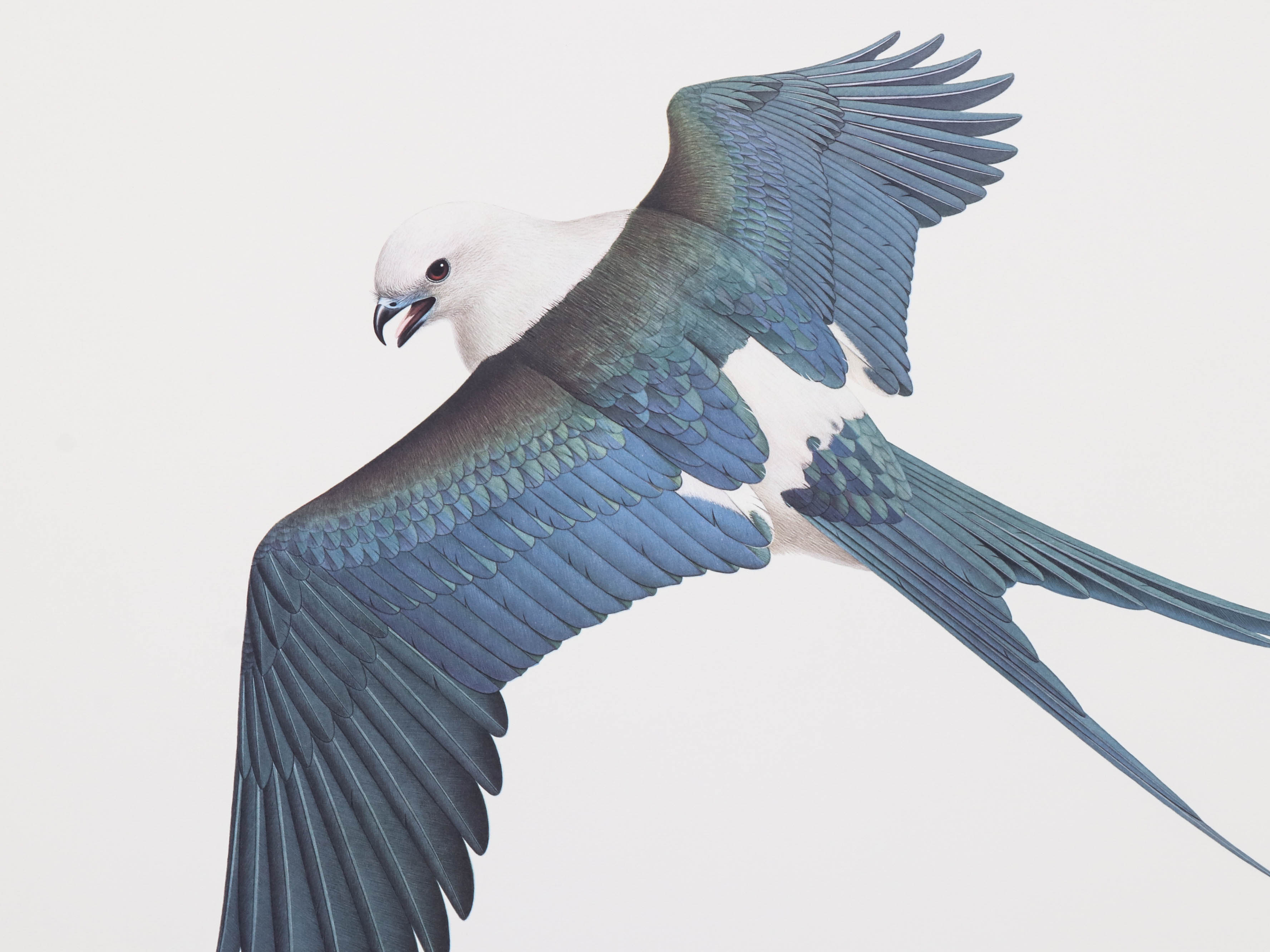 William Zimmerman Offset Lithograph "Swallow-Tailed Kite"