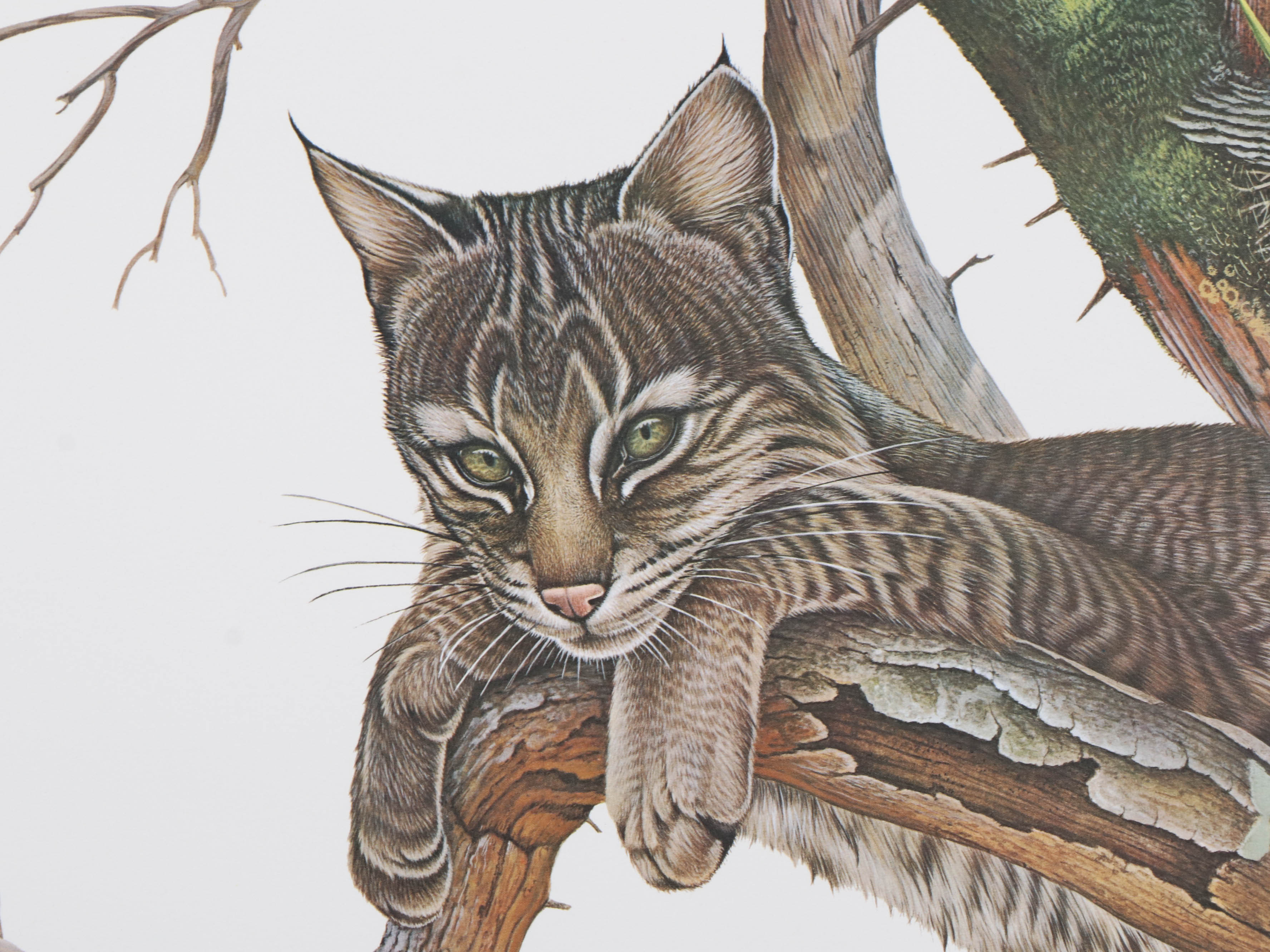 Richard Evans Younger Offset Lithograph "Yearling, Young Bobcat"