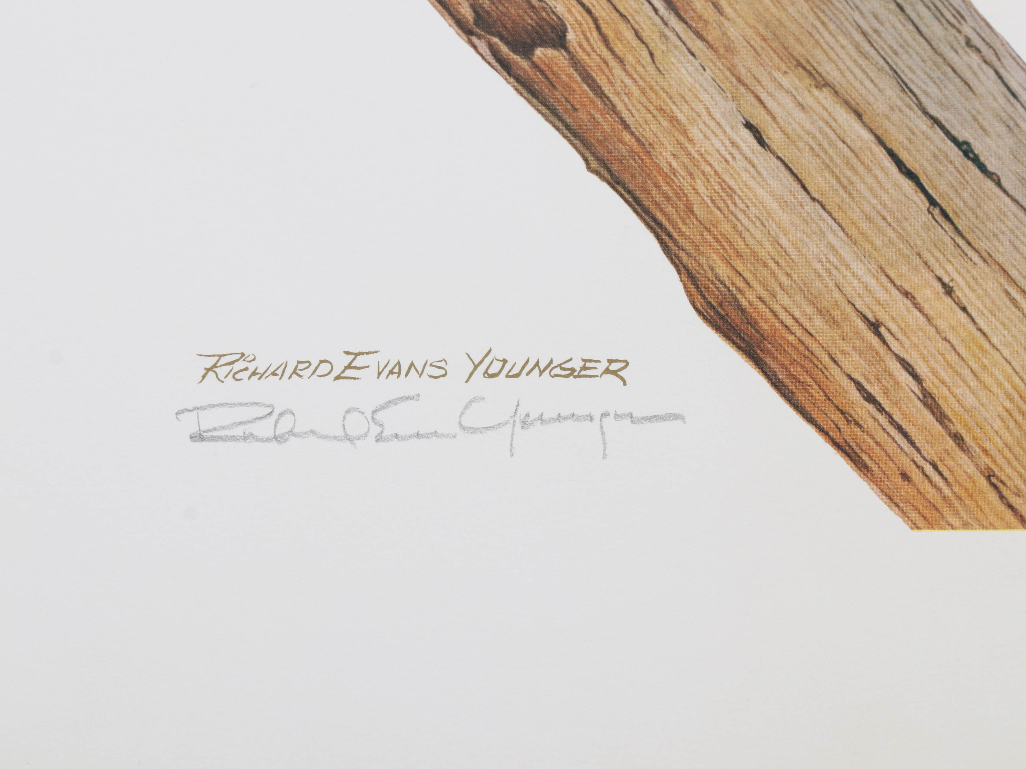 Richard Evans Younger Offset Lithograph "Yearling, Young Bobcat"