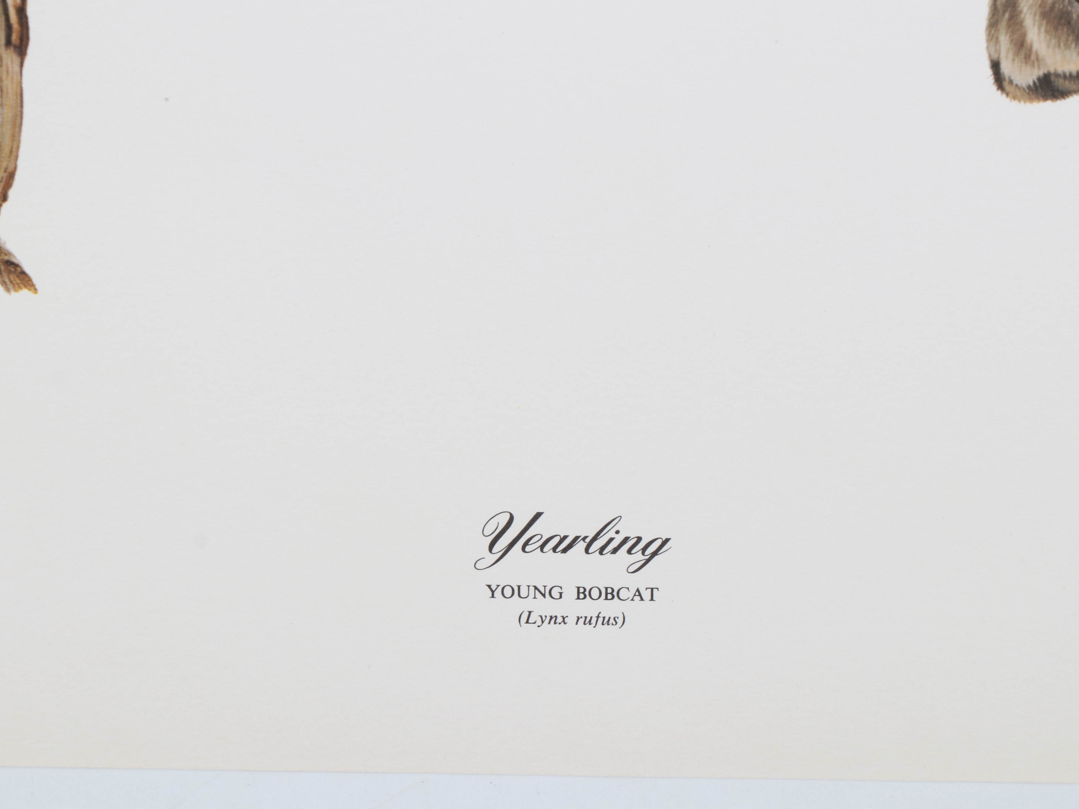 Richard Evans Younger Offset Lithograph "Yearling, Young Bobcat"