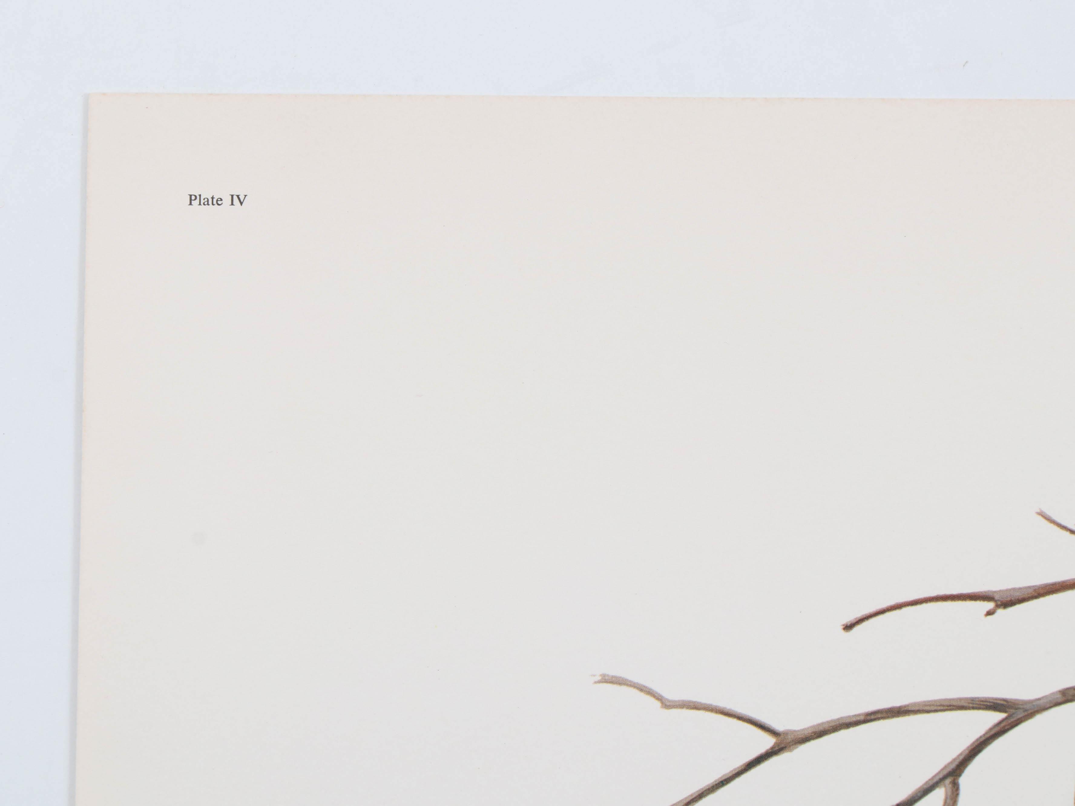 Richard Evans Younger Offset Lithograph "Yearling, Young Bobcat"