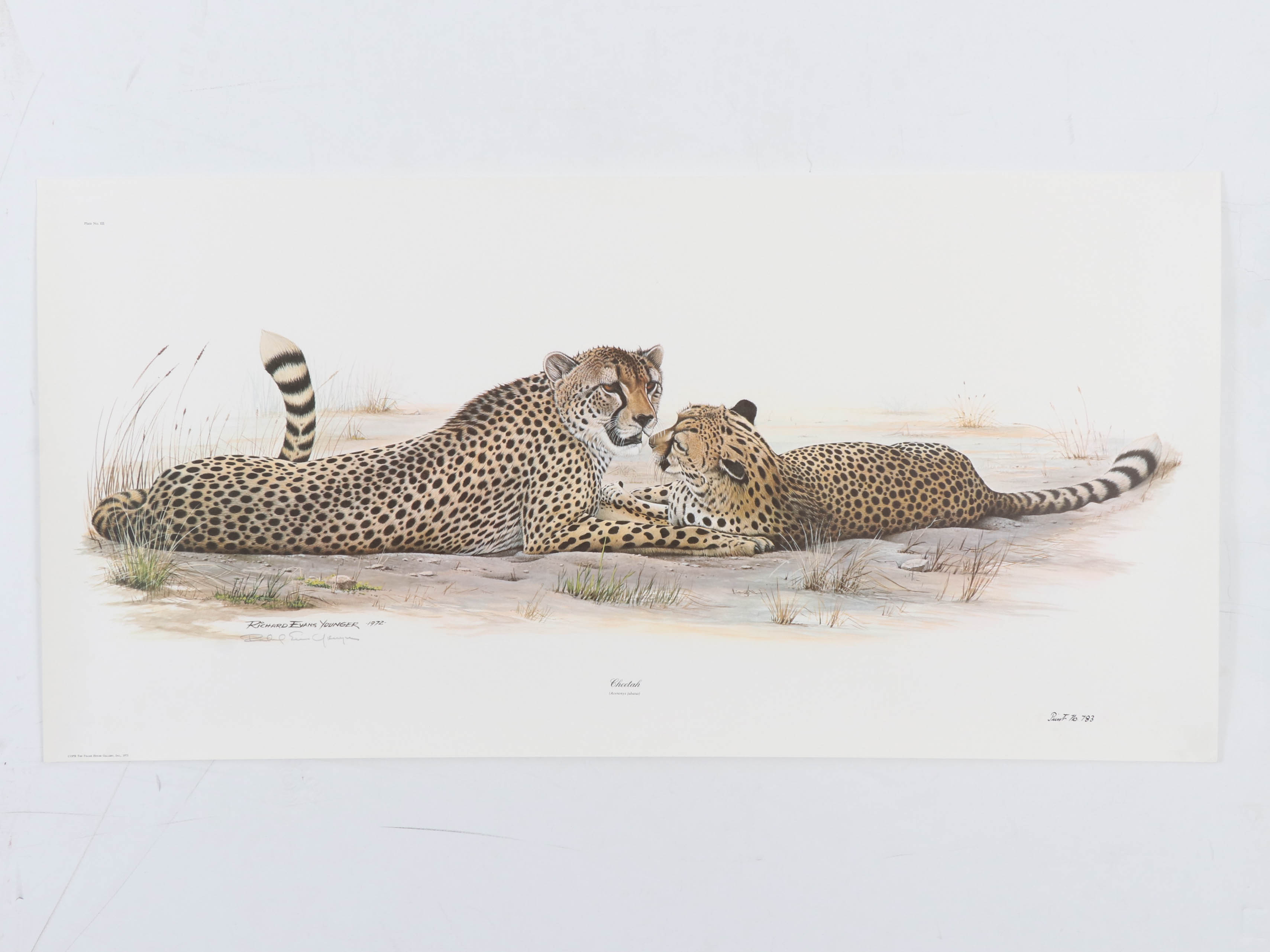 Richard Evans Younger Offset Lithograph "Cheetah," circa 1972