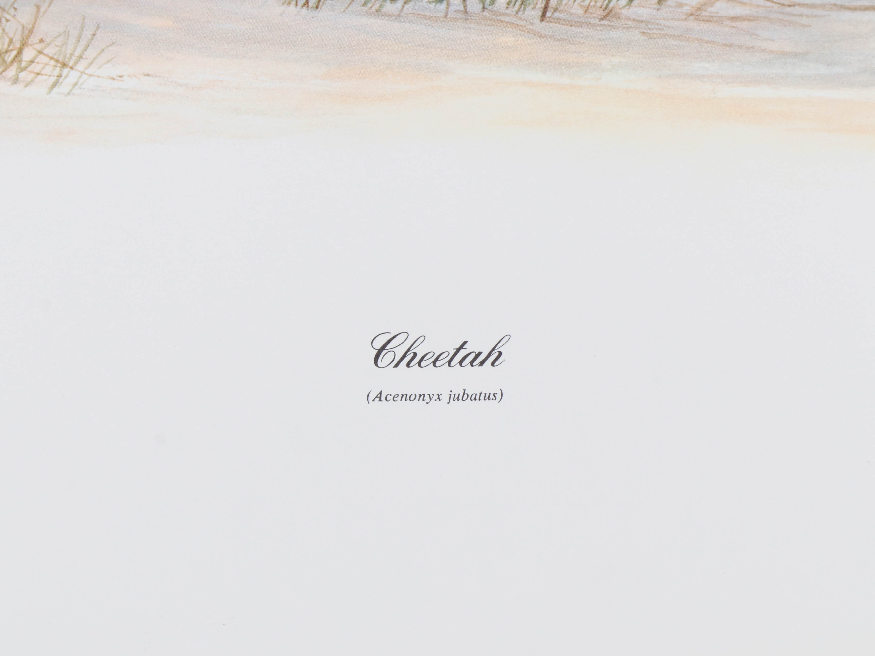 Richard Evans Younger Offset Lithograph "Cheetah," circa 1972