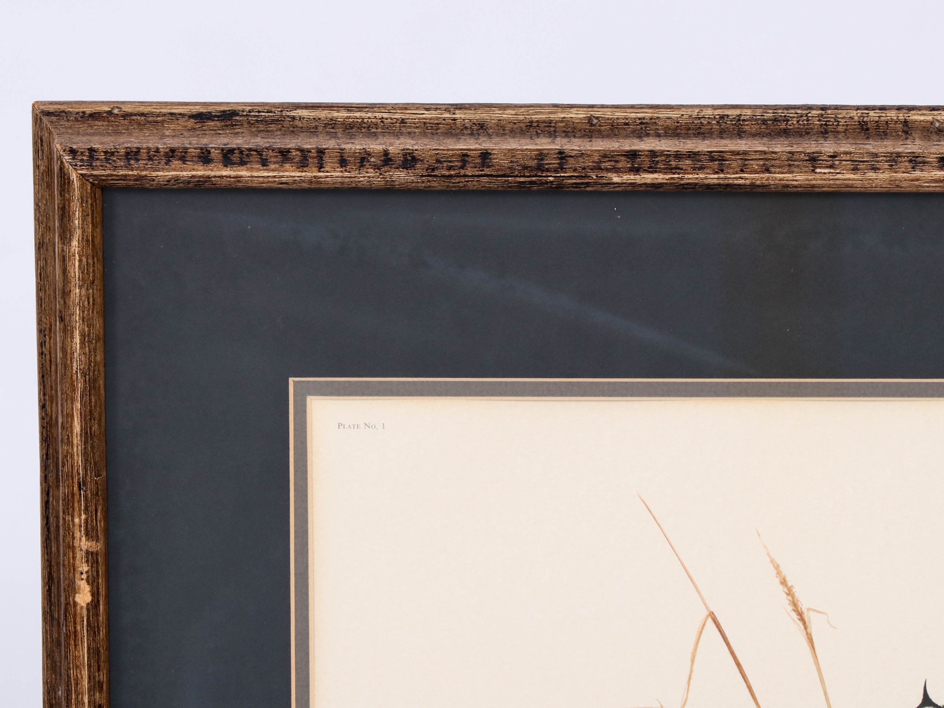 Richard Evans Younger Offset Lithograph "Bobcat"