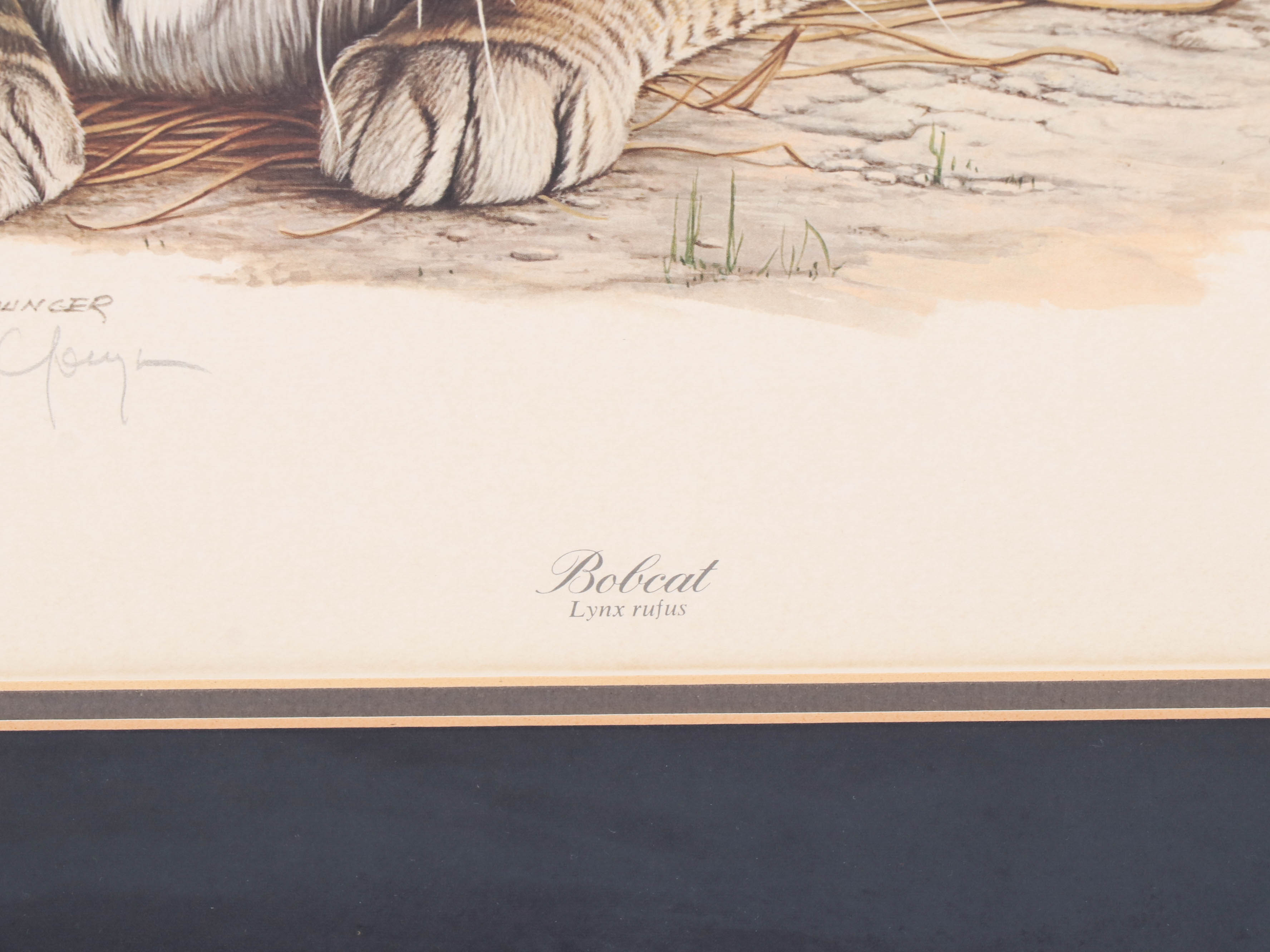Richard Evans Younger Offset Lithograph "Bobcat"