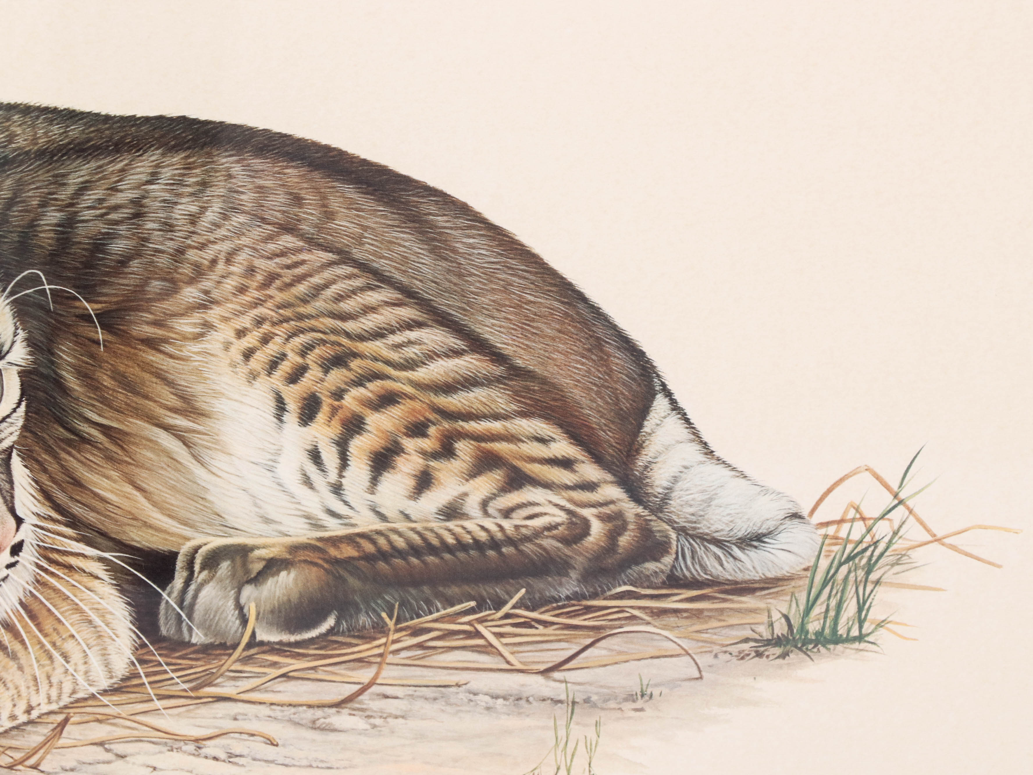 Richard Evans Younger Offset Lithograph "Bobcat"