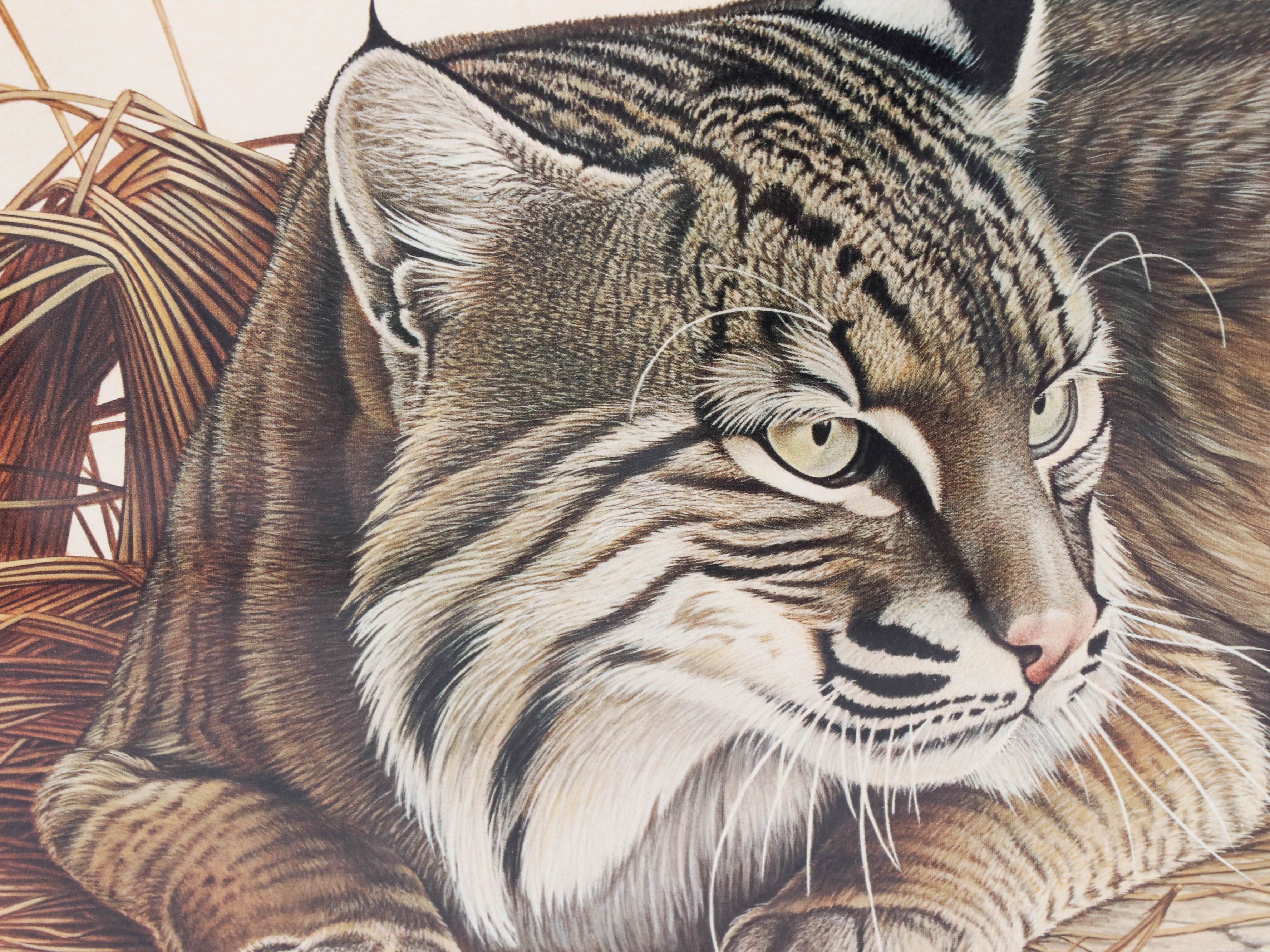 Richard Evans Younger Offset Lithograph "Bobcat"