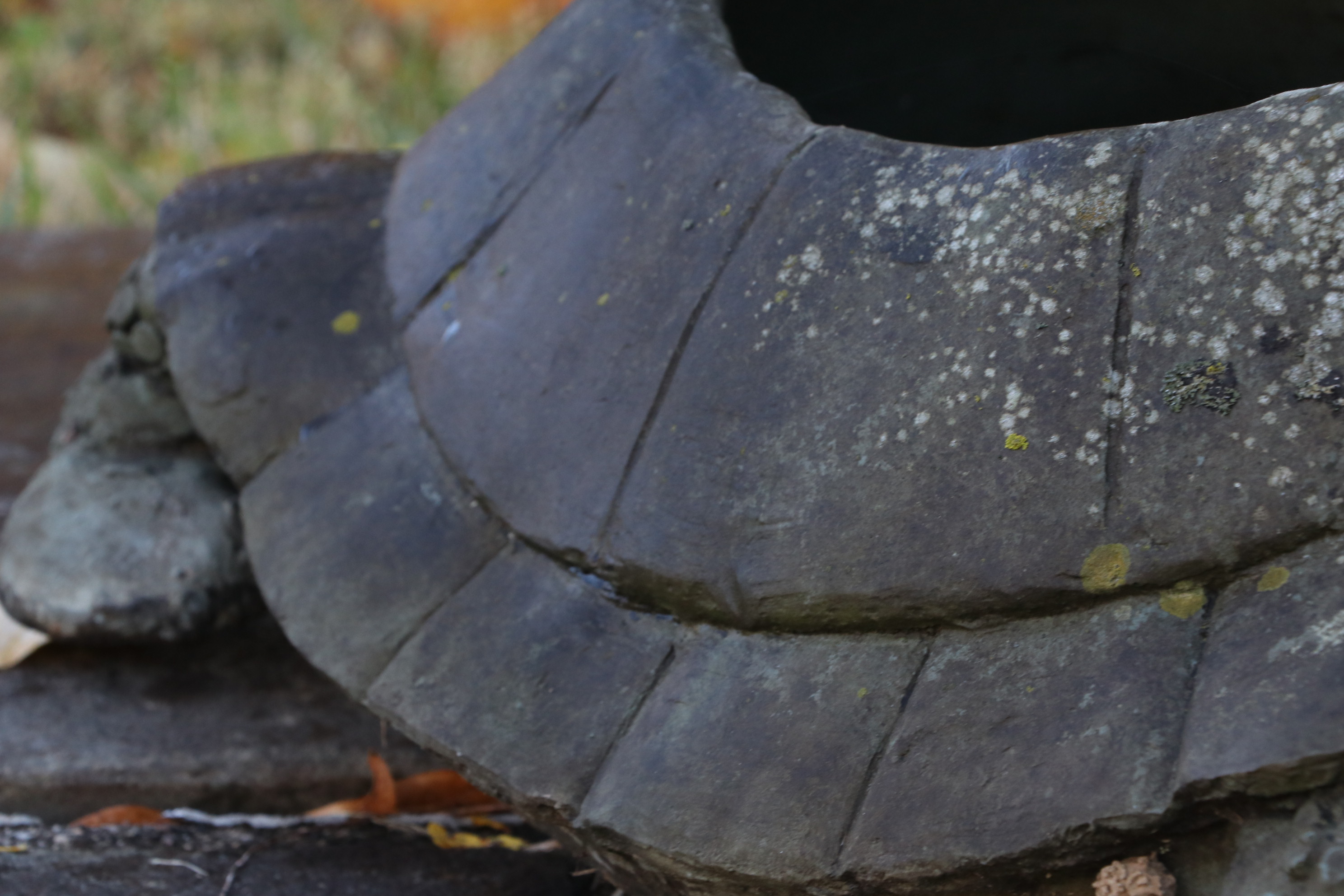 Open-Back Outdoor Turtle Planter