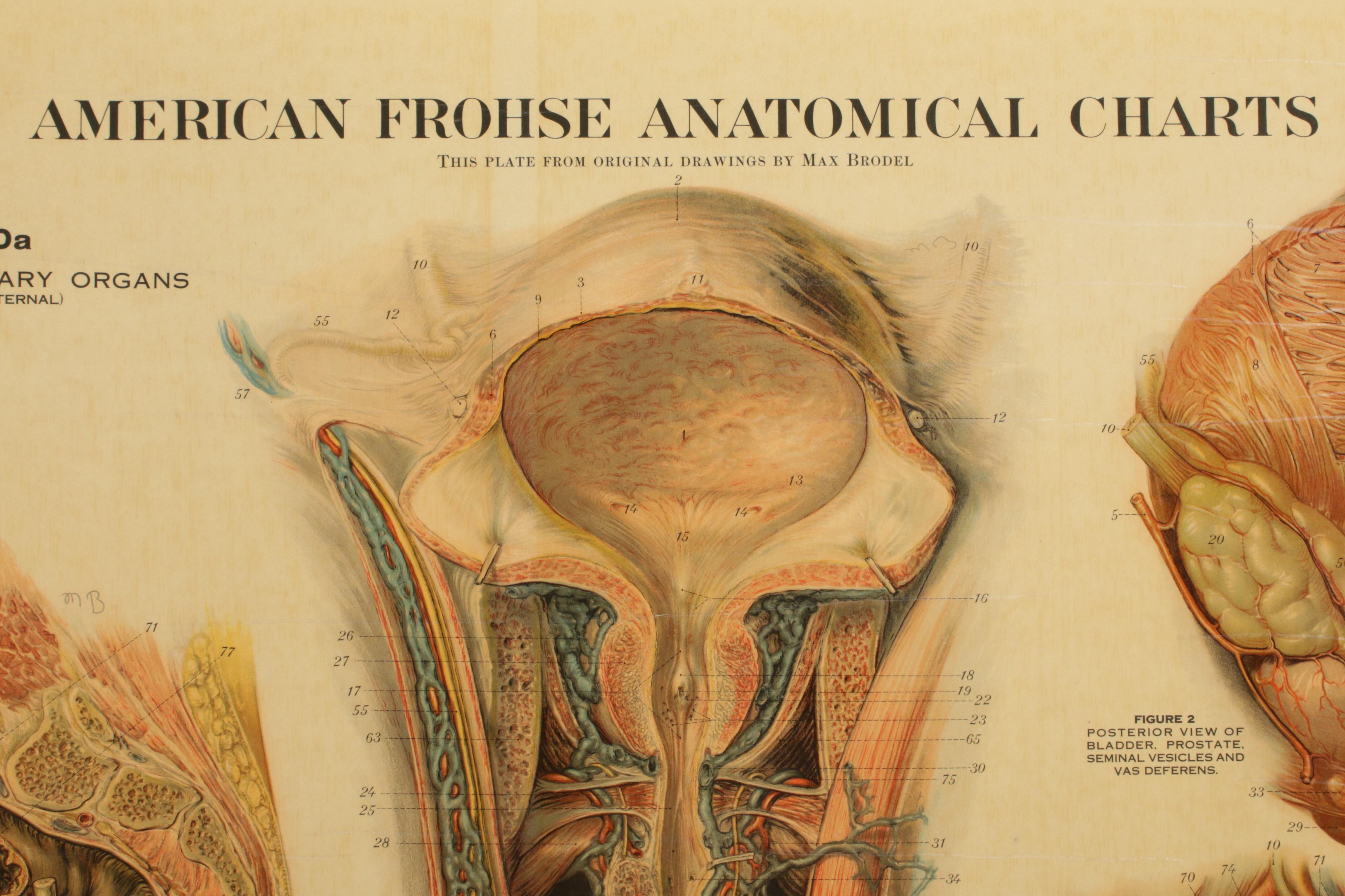 1918 A.J. Nystrom American "Frohse Anatomical" Medical Charts with Display Stand