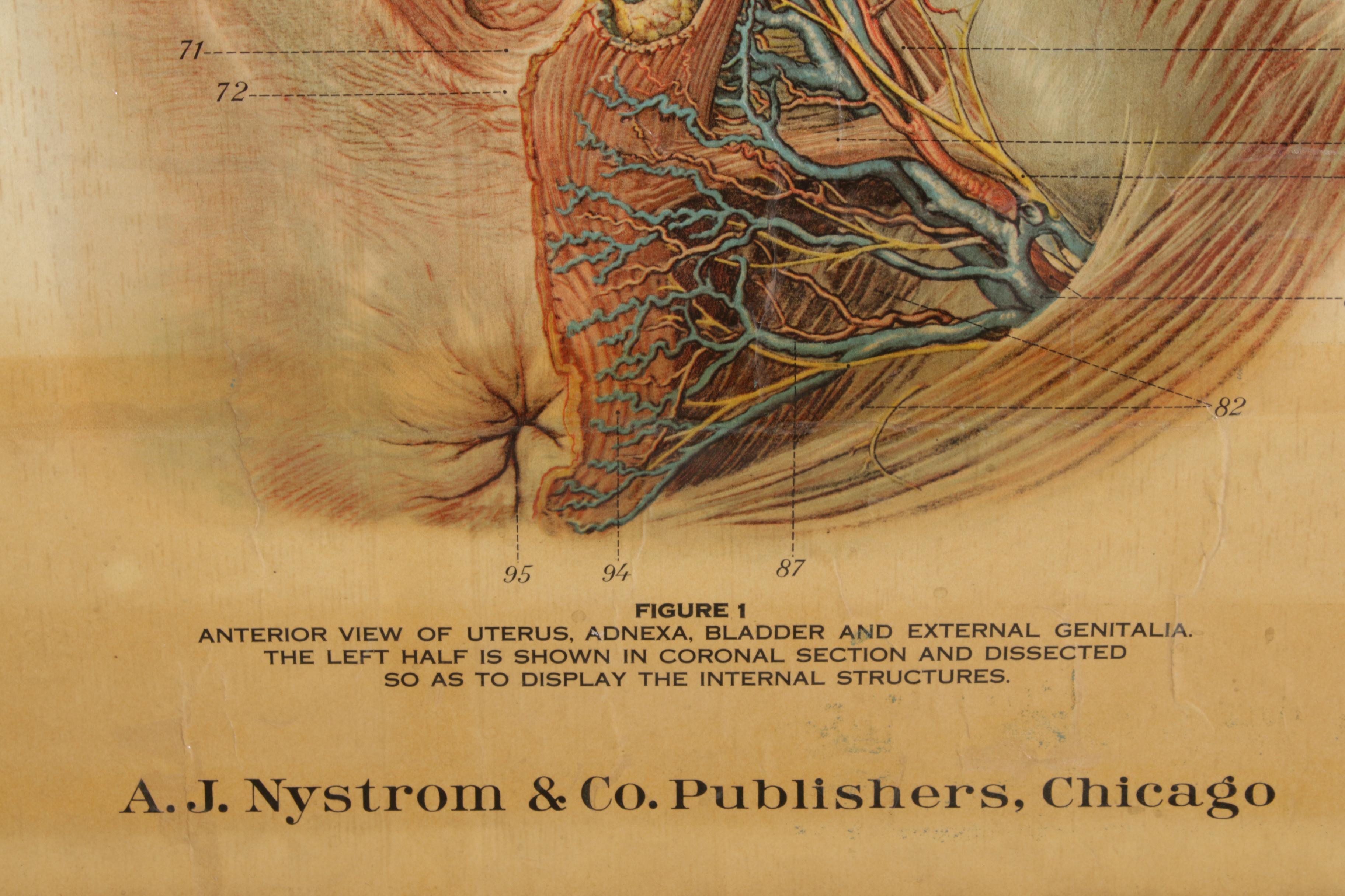 1918 A.J. Nystrom American "Frohse Anatomical" Medical Charts with Display Stand