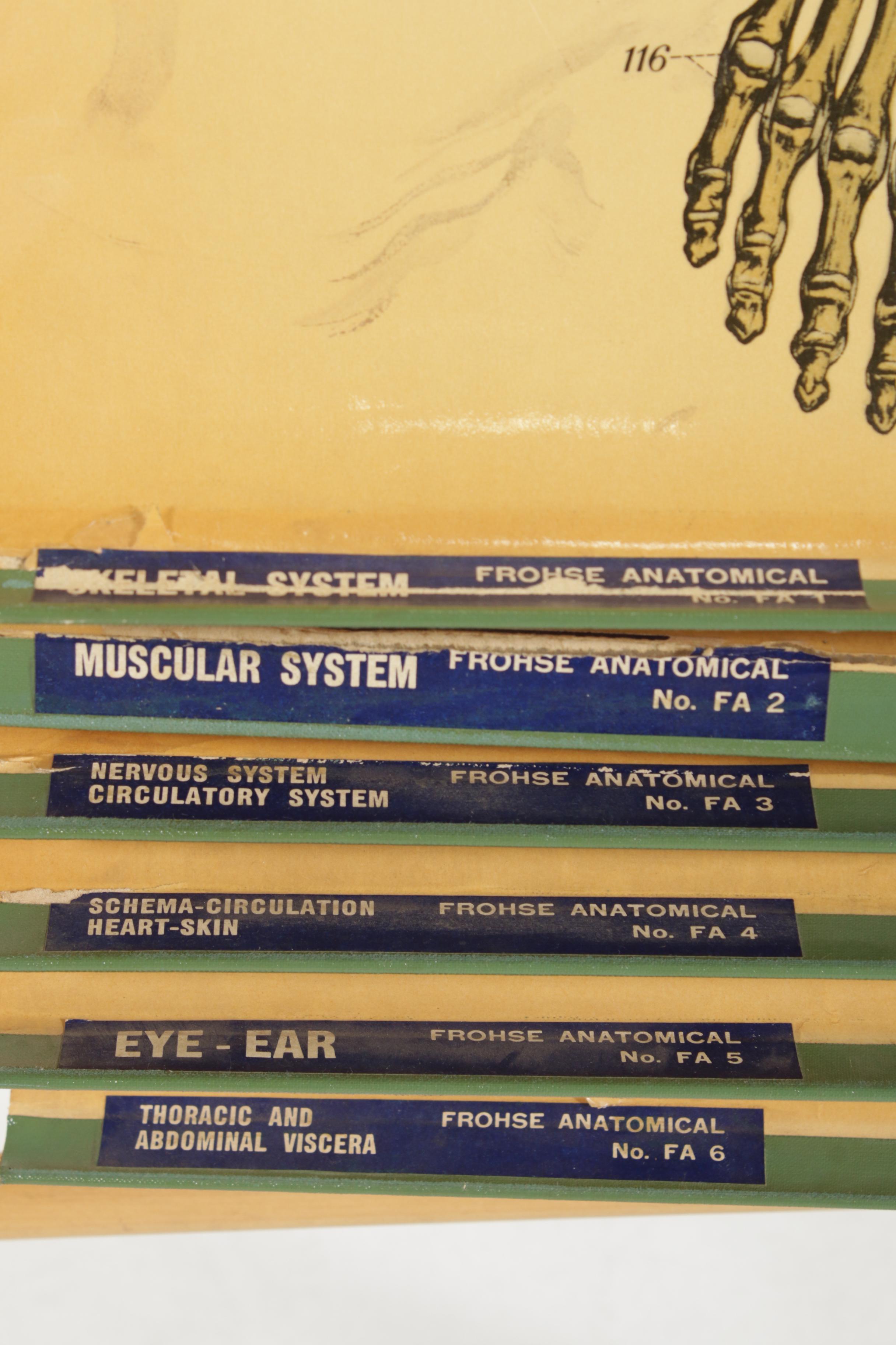 1918 A.J. Nystrom American "Frohse Anatomical" Medical Charts with Display Stand