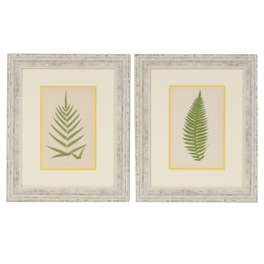 Woodblocks after Edward Lowe for "Ferns: British and Exotic", Mid 19th Century