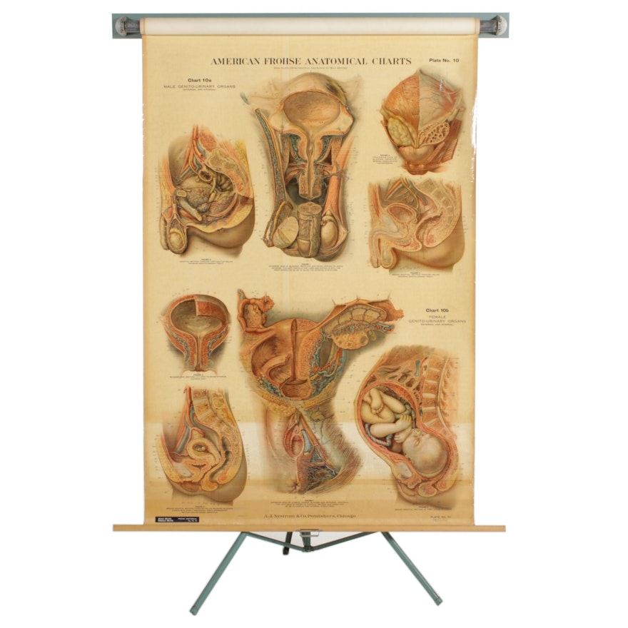 1918 A.J. Nystrom American "Frohse Anatomical" Medical Charts with Display Stand