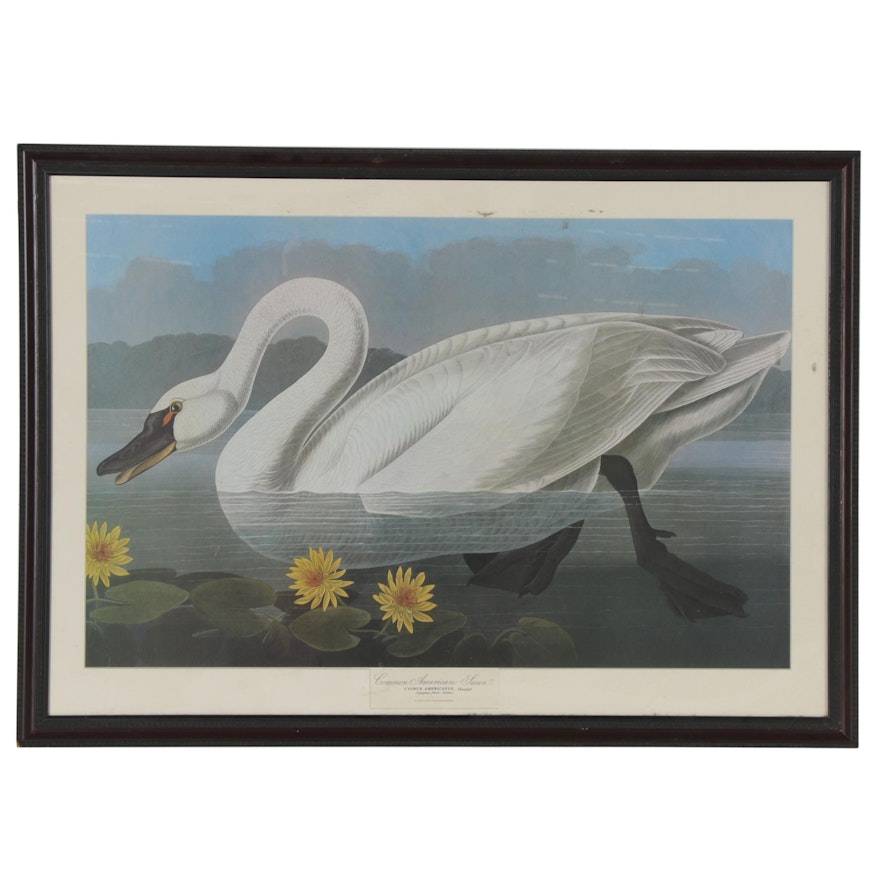 Offset Lithograph After John James Audubon "Common American Swan"