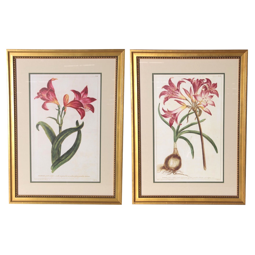 Botanical Offset Lithographs after T. Jefferys, Late 20th Century