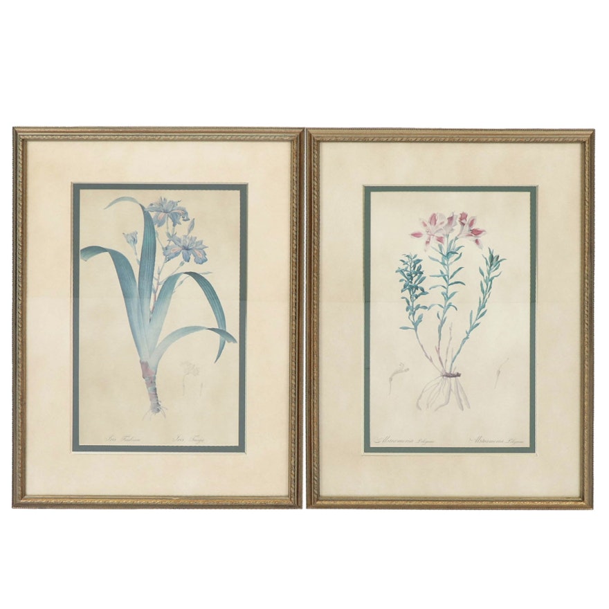 Botanical Offset Lithographs, 20th Century