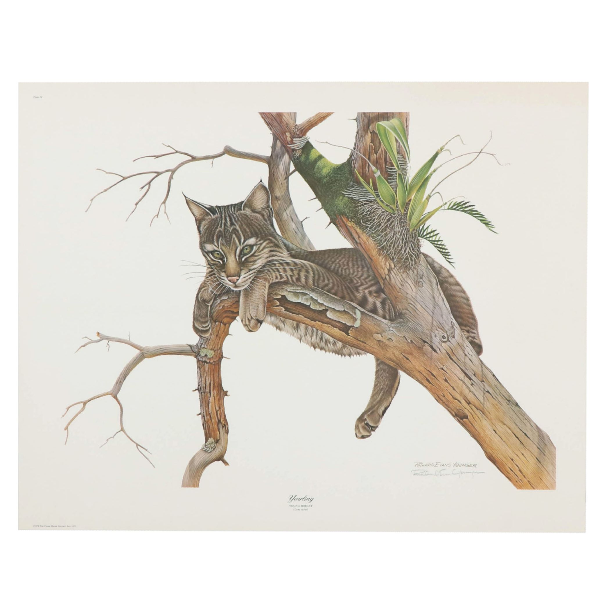 Richard Evans Younger Offset Lithograph "Yearling, Young Bobcat"