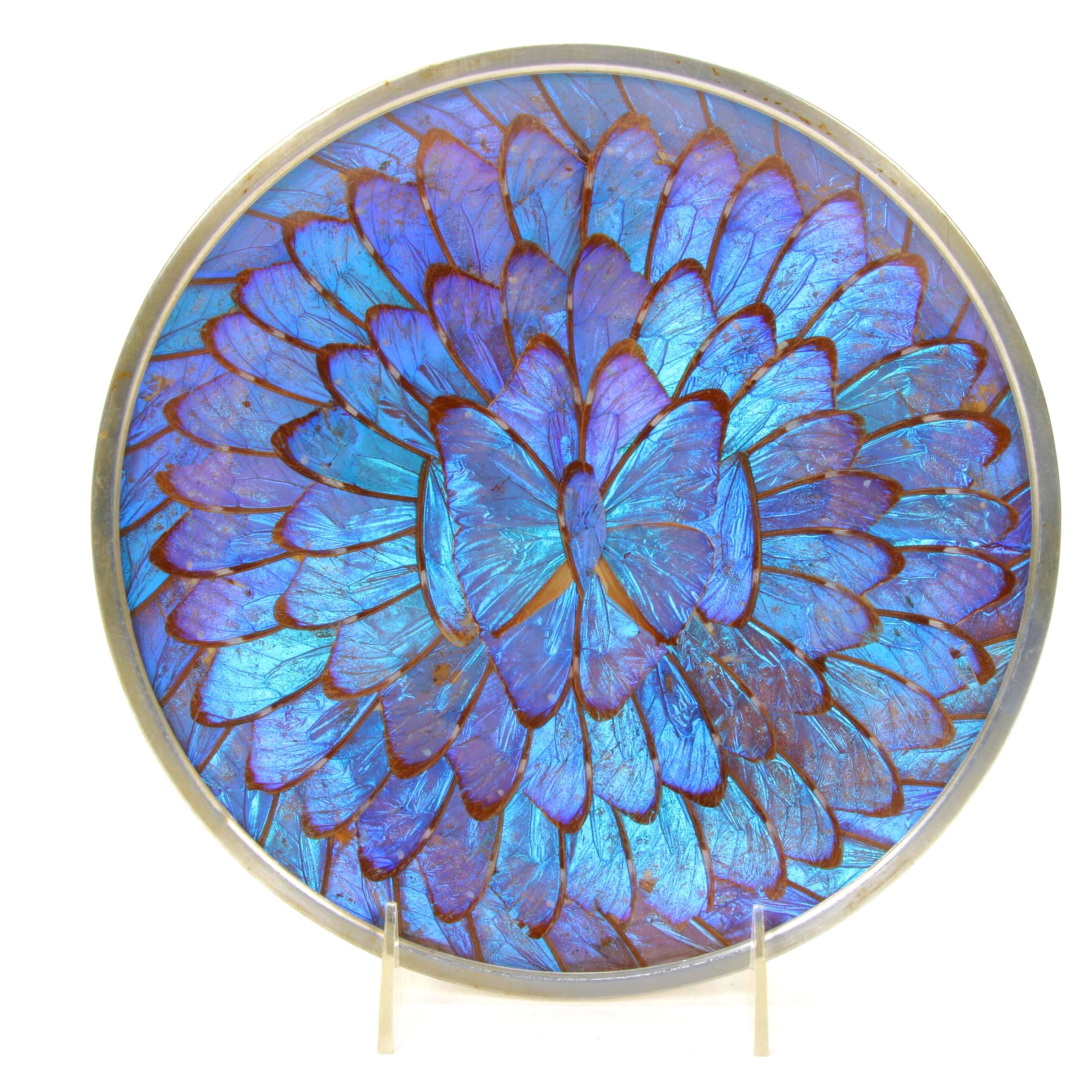 Morpho Didius Butterfly Wing Display Plate, Mid-Late 20th Century