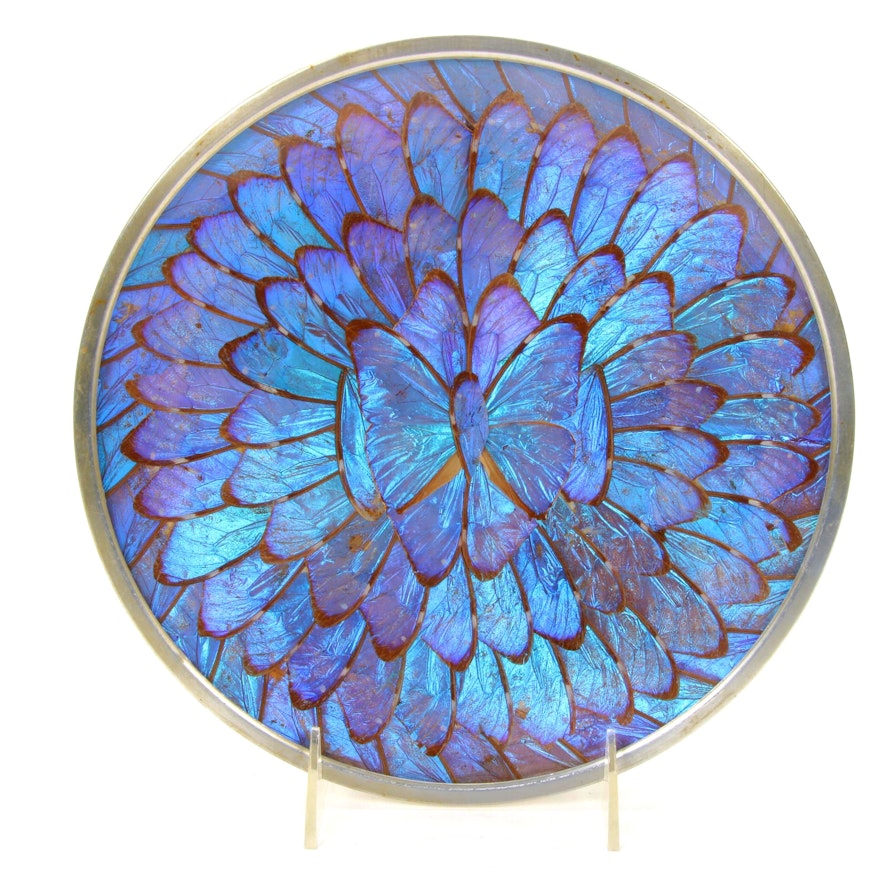 Morpho Didius Butterfly Wing Display Plate, Mid-Late 20th Century