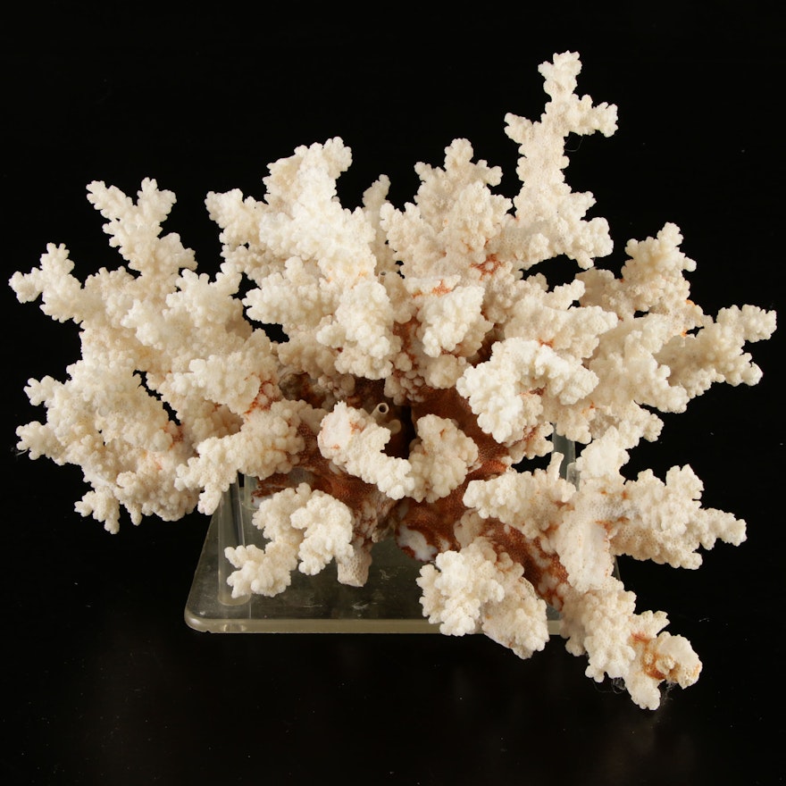 Large Coral Specimen with Acrylic Display Stand