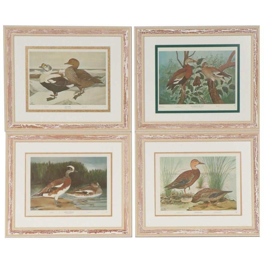 Water Fowl Offset Lithographs after Rex Brasher, Mid to Late 20th Century